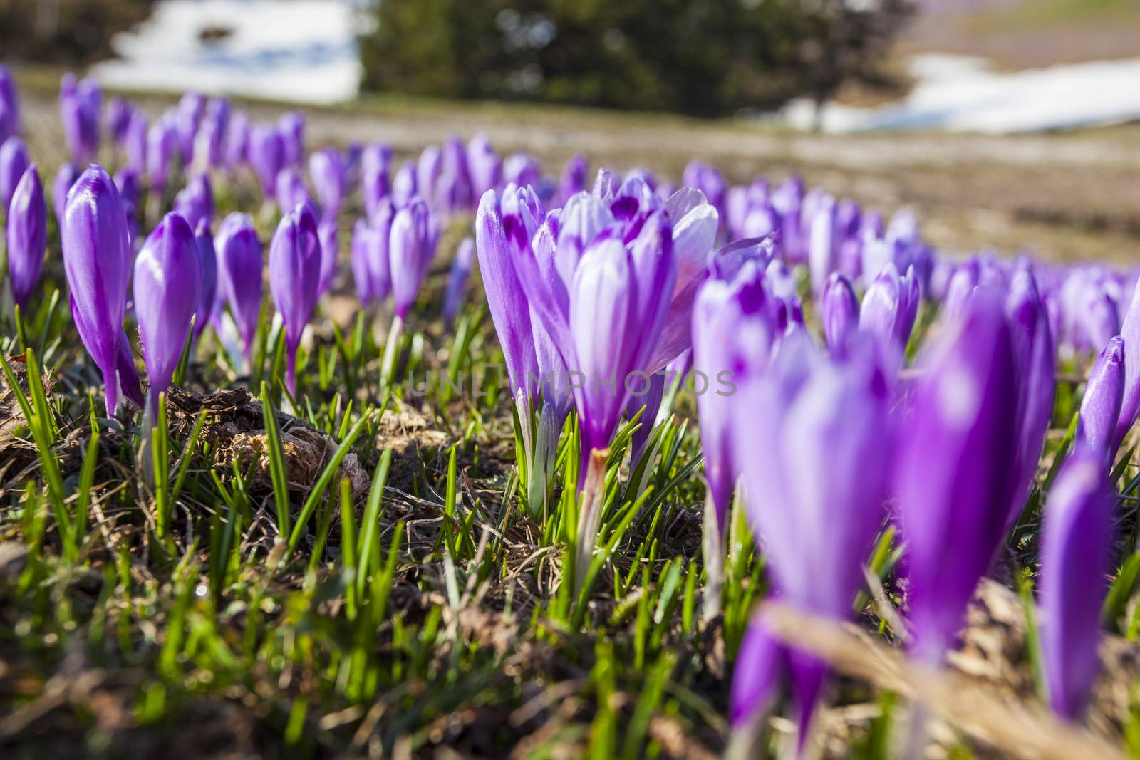 Beautiful spring crocuses on Velika Planina plateau in Slovenia.