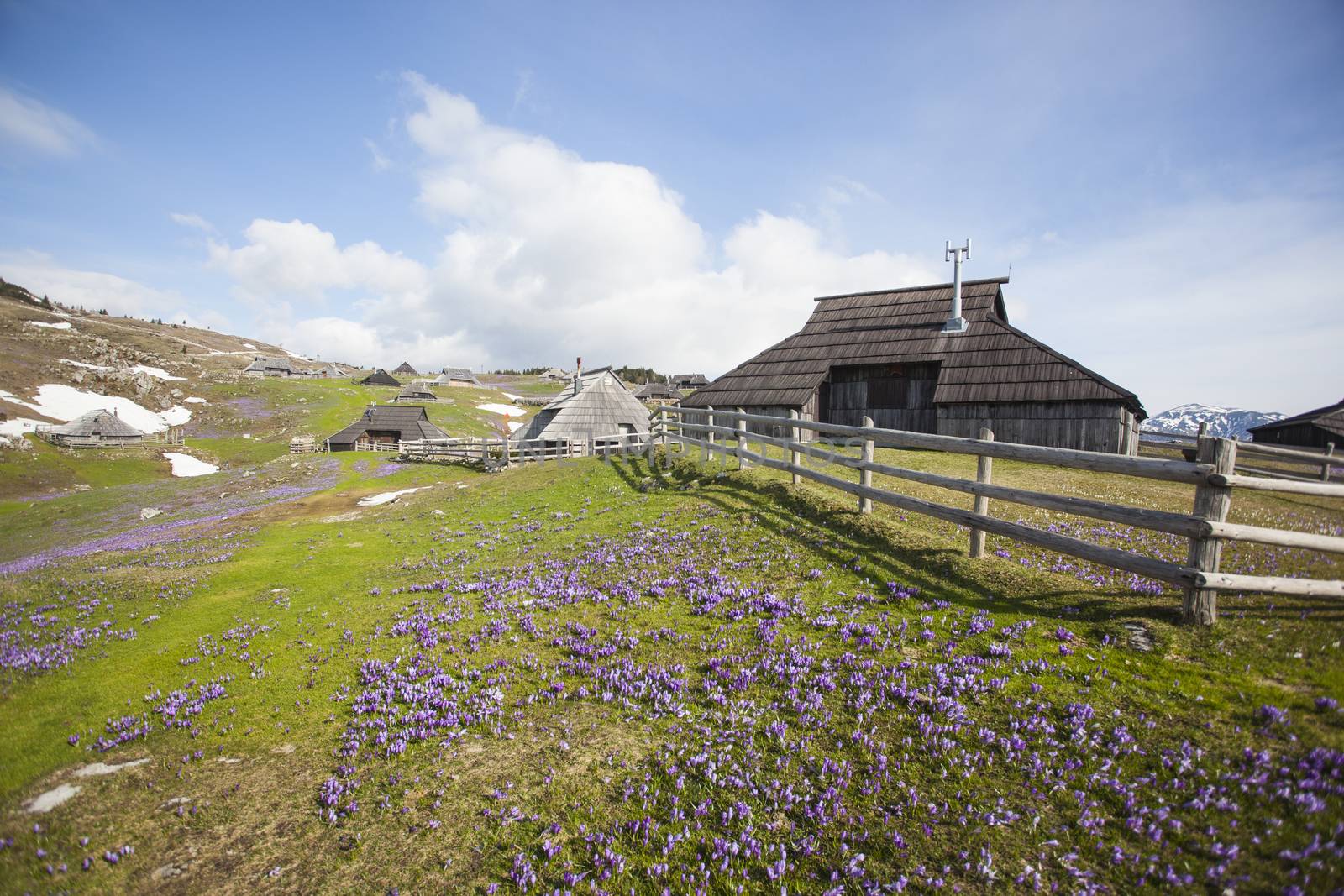 Spring crocuses by Aarstudio