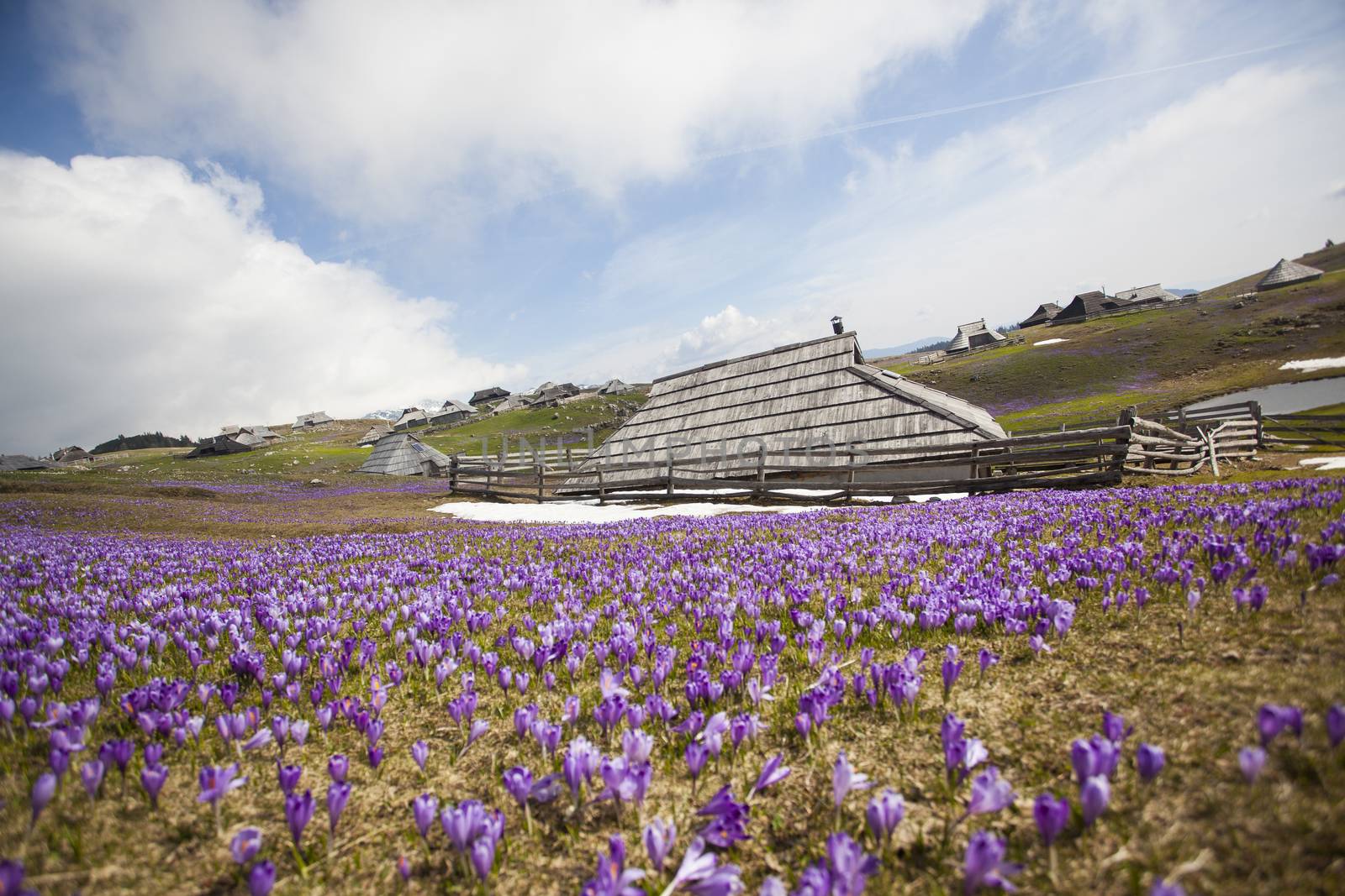 Spring crocuses on Velika Planina plateau in Slovenia. With cottage in the background.
