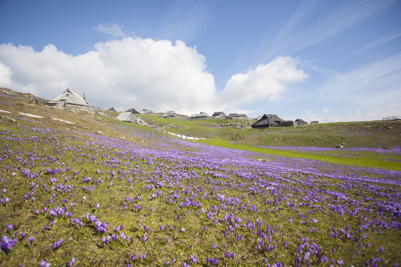 Spring crocuses on Velika Planina plateau in Slovenia. With cottage in the background.
