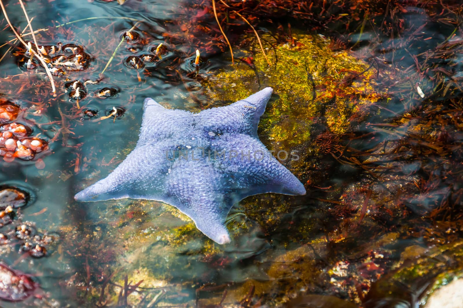 Beautiful blue starfish lying in the water