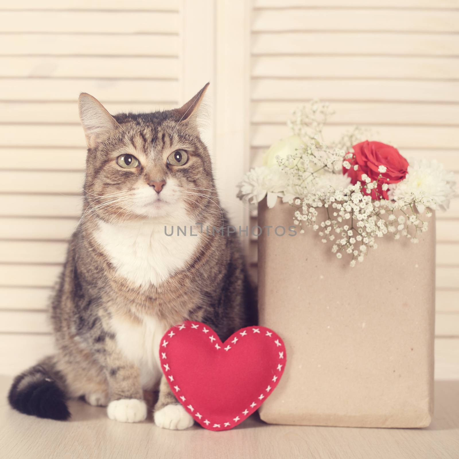 Valentines day cat by destillat
