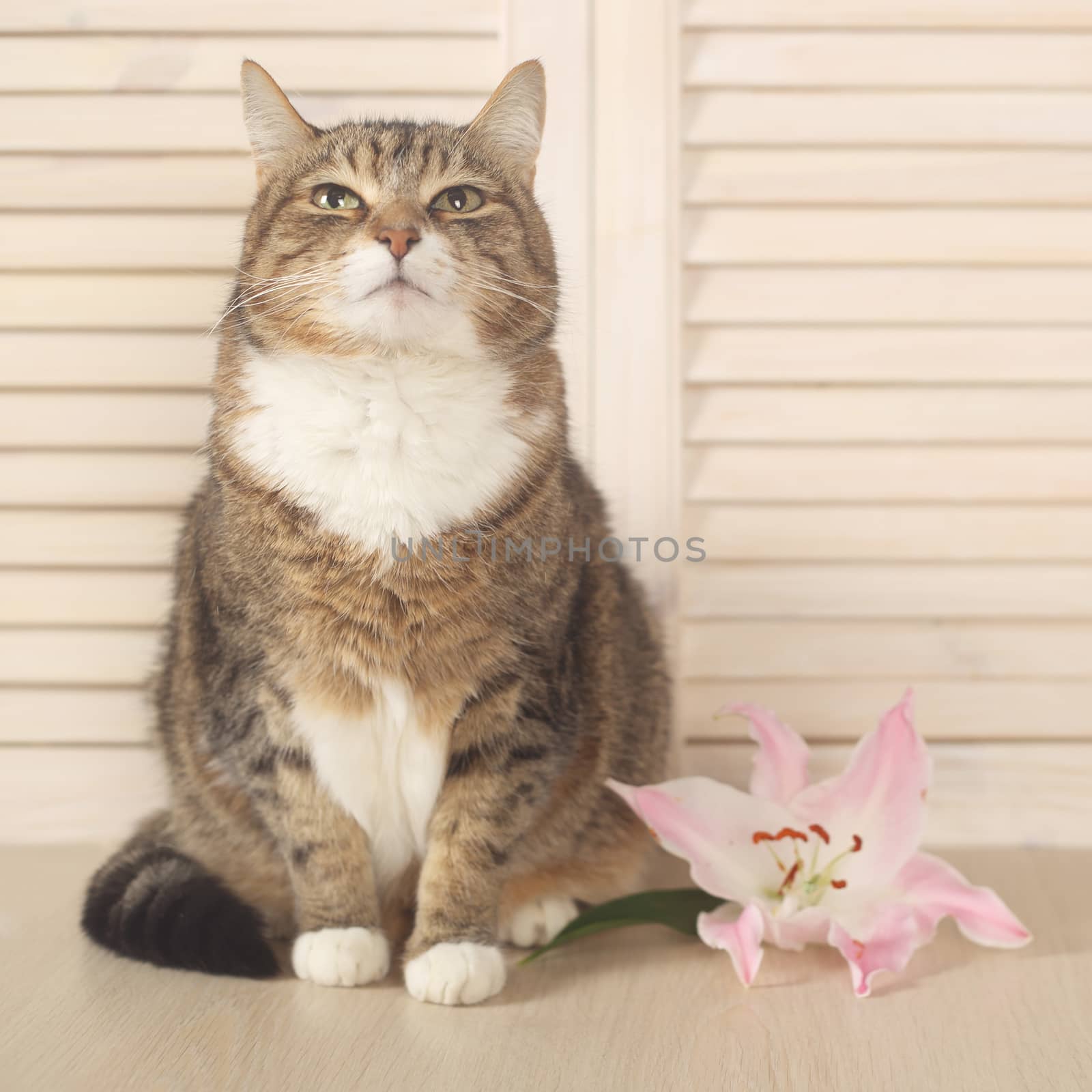 Cat with flower by destillat