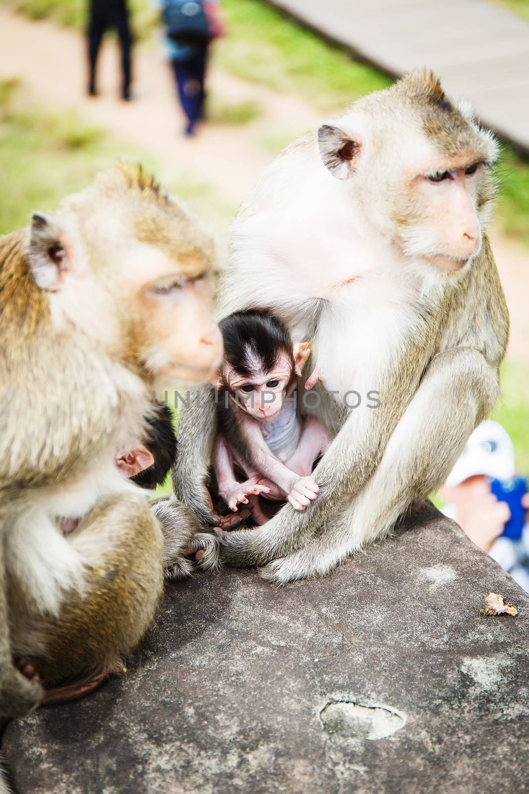 Family of monkeys by gorov108
