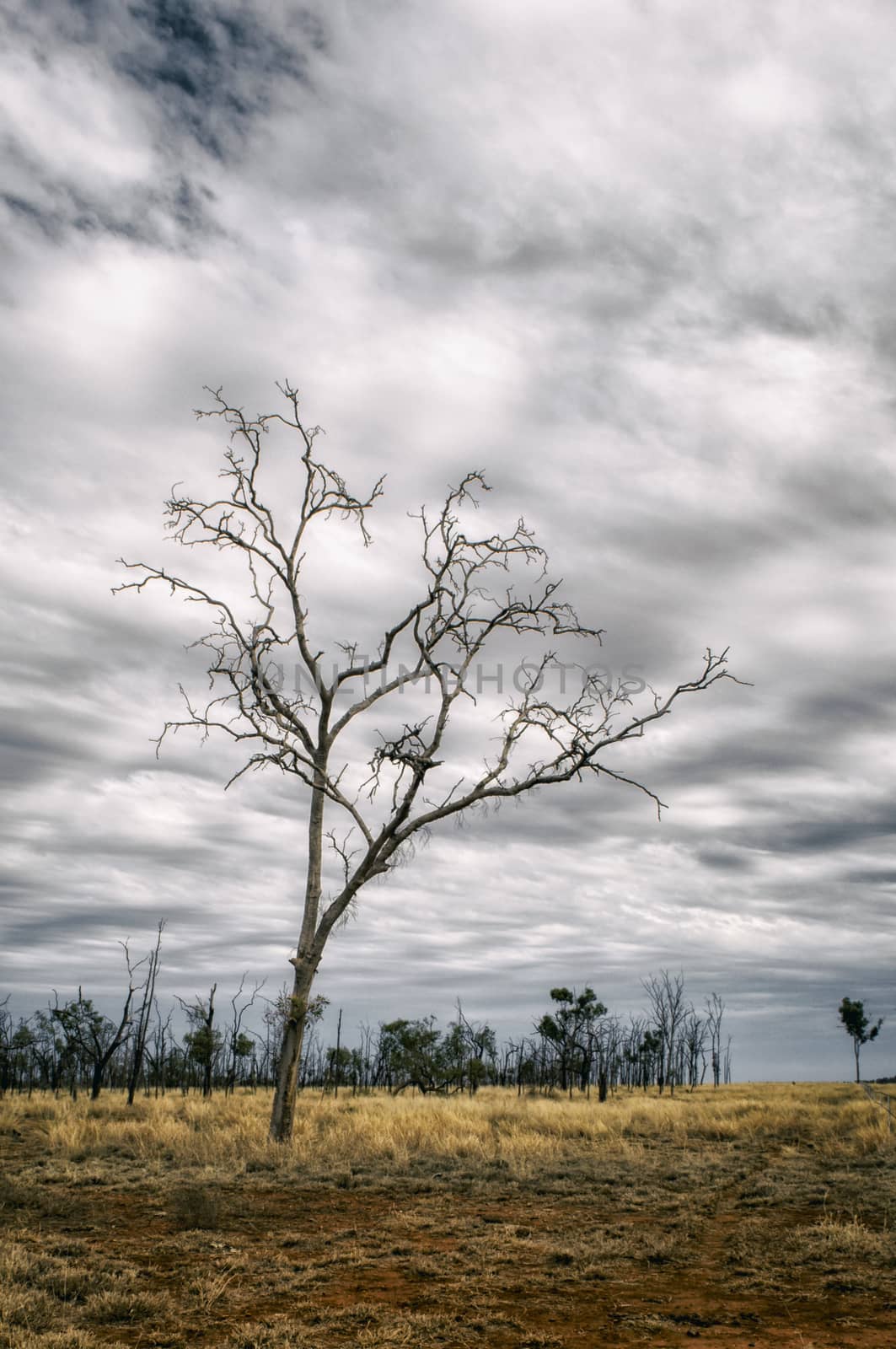 Outback landscape in New Wales, Australia