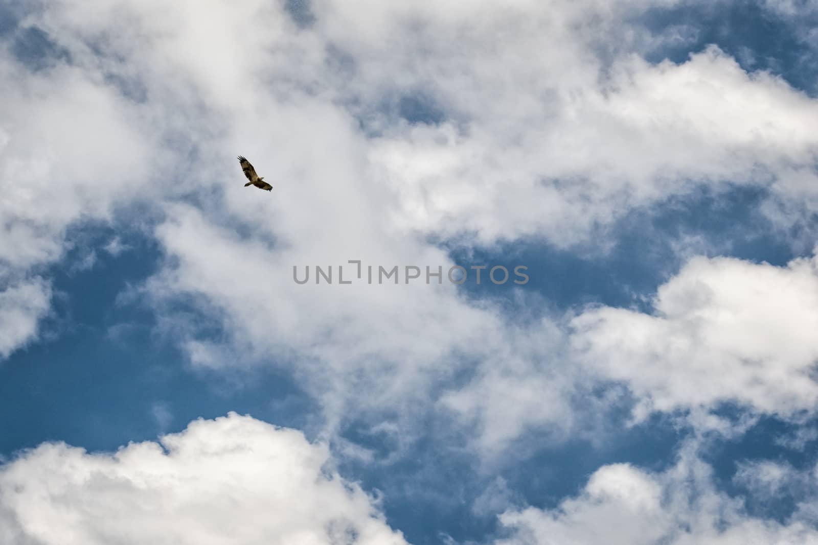 Bird flying above in the clouds, Queensland, Australia
