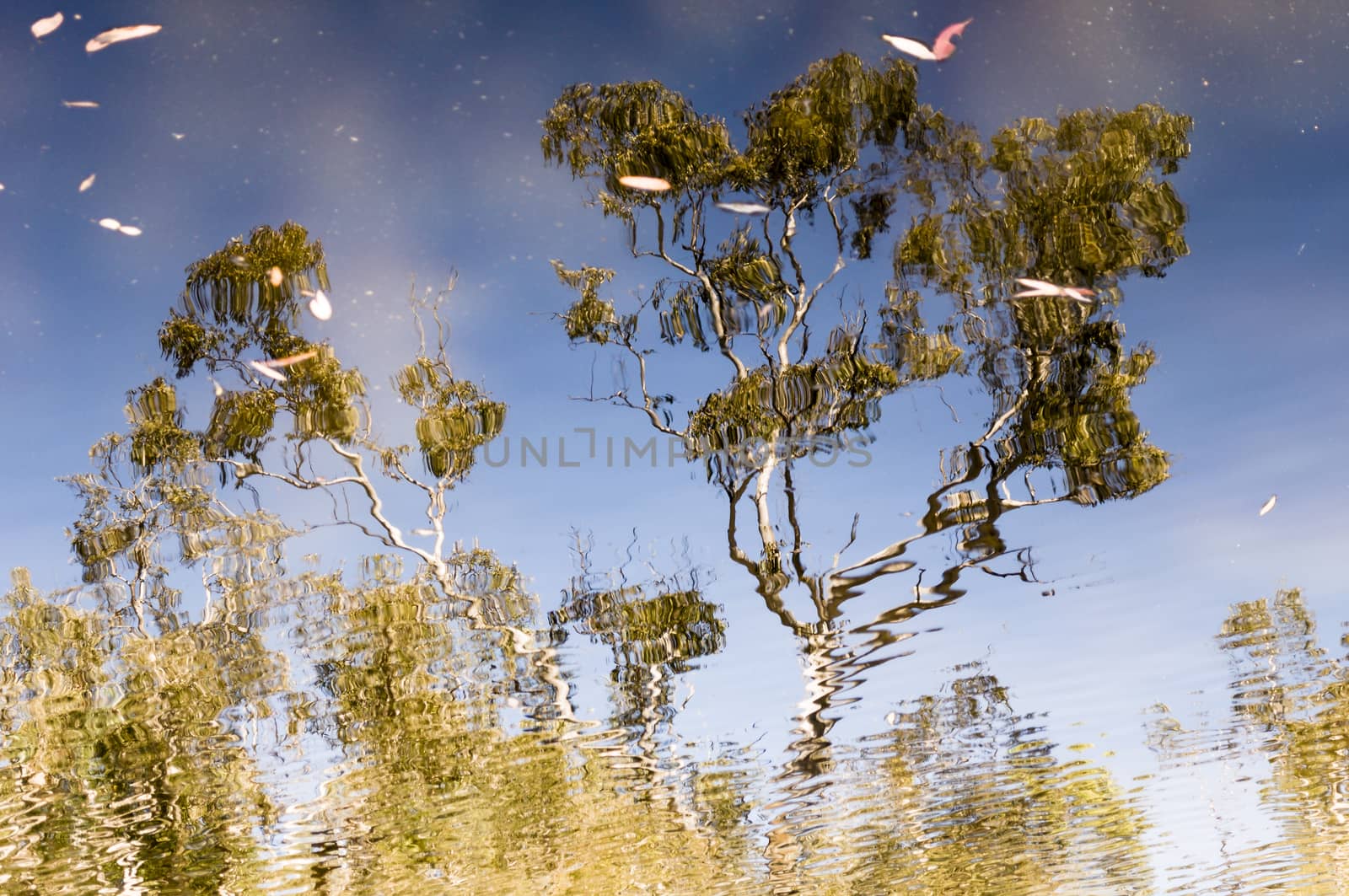 Eucalyptus reflection in a small pond, Queensland, Australia