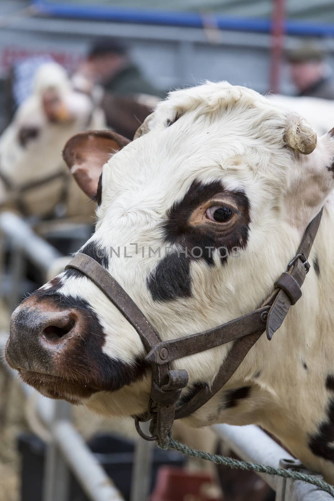 Brown and white cow snout close up , sadness, anger farmers