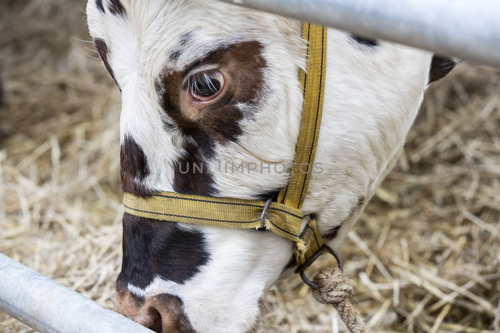 Brown and white cow snout close up , sadness, anger farmers