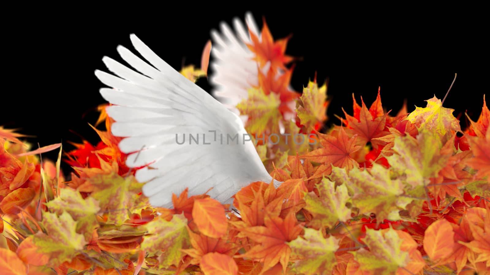 Isolated Autumn Leaves and dove wings on black conceptual background by denisgo