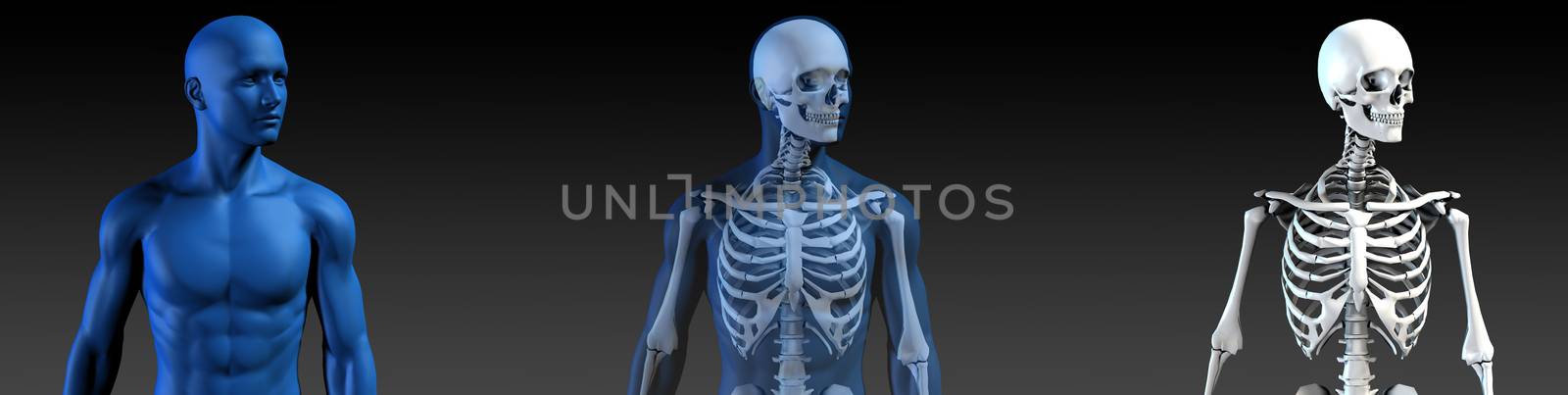 Transparent Human with Bone Structure in Movement