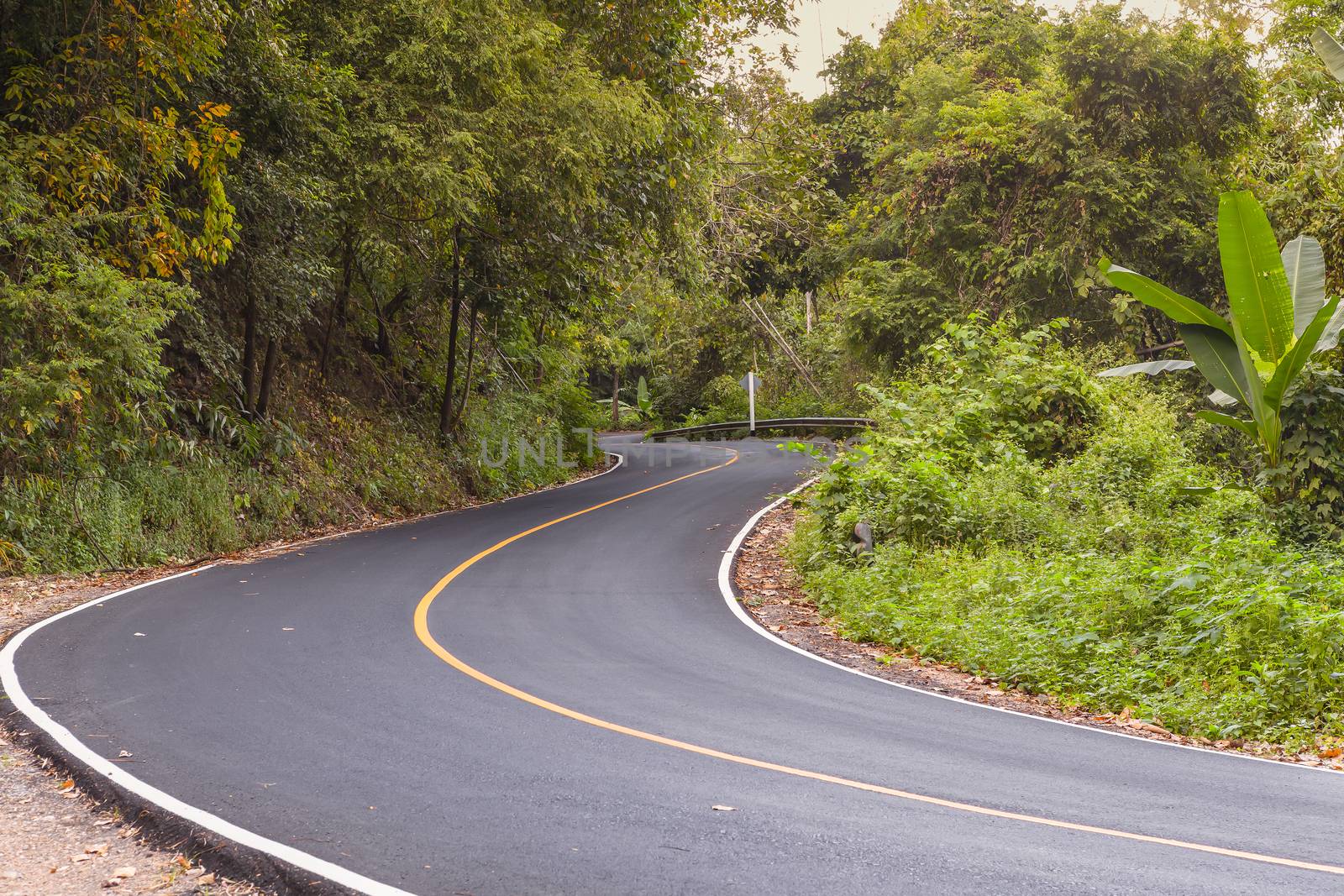 "S" curved asphalt road view in the forest by FrameAngel