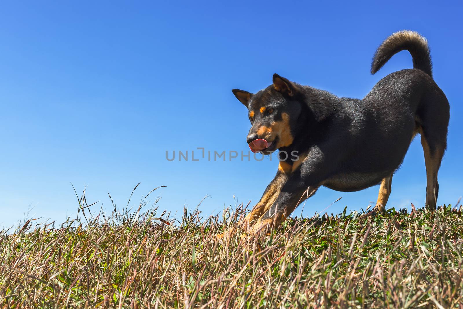 portrait of brown dog standing and relaxing on grass field