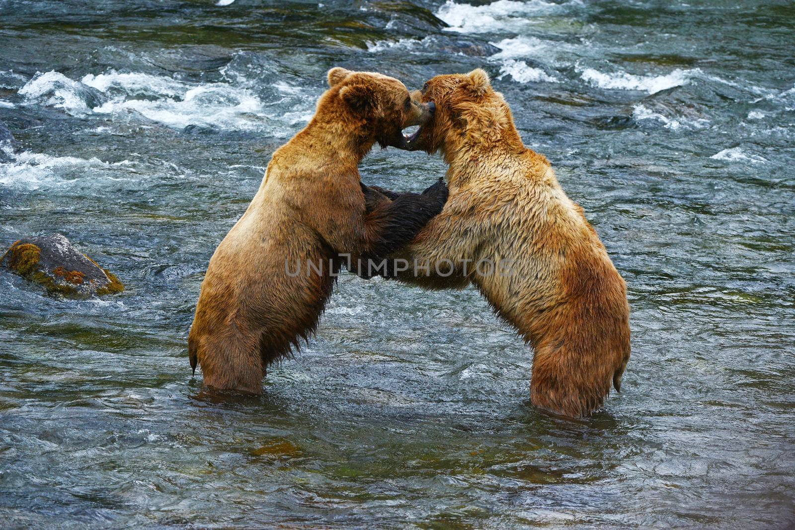 grizzly bear fighting in a river at katmai national park