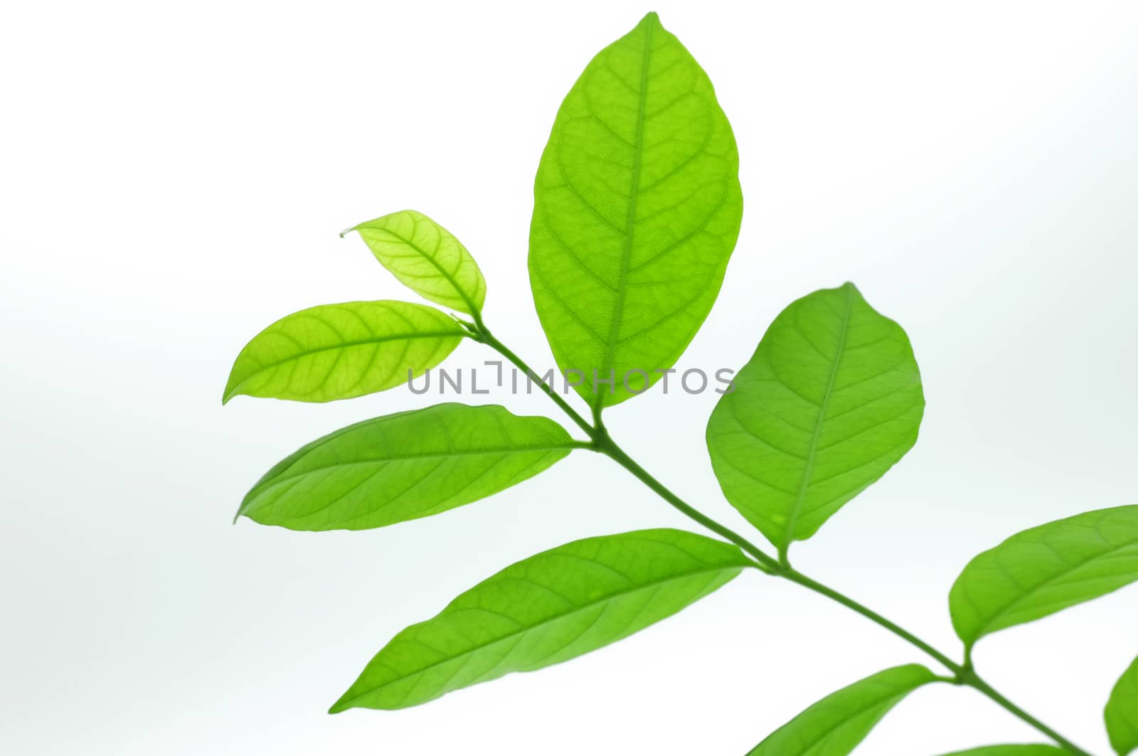 Green leaves isolated on white background