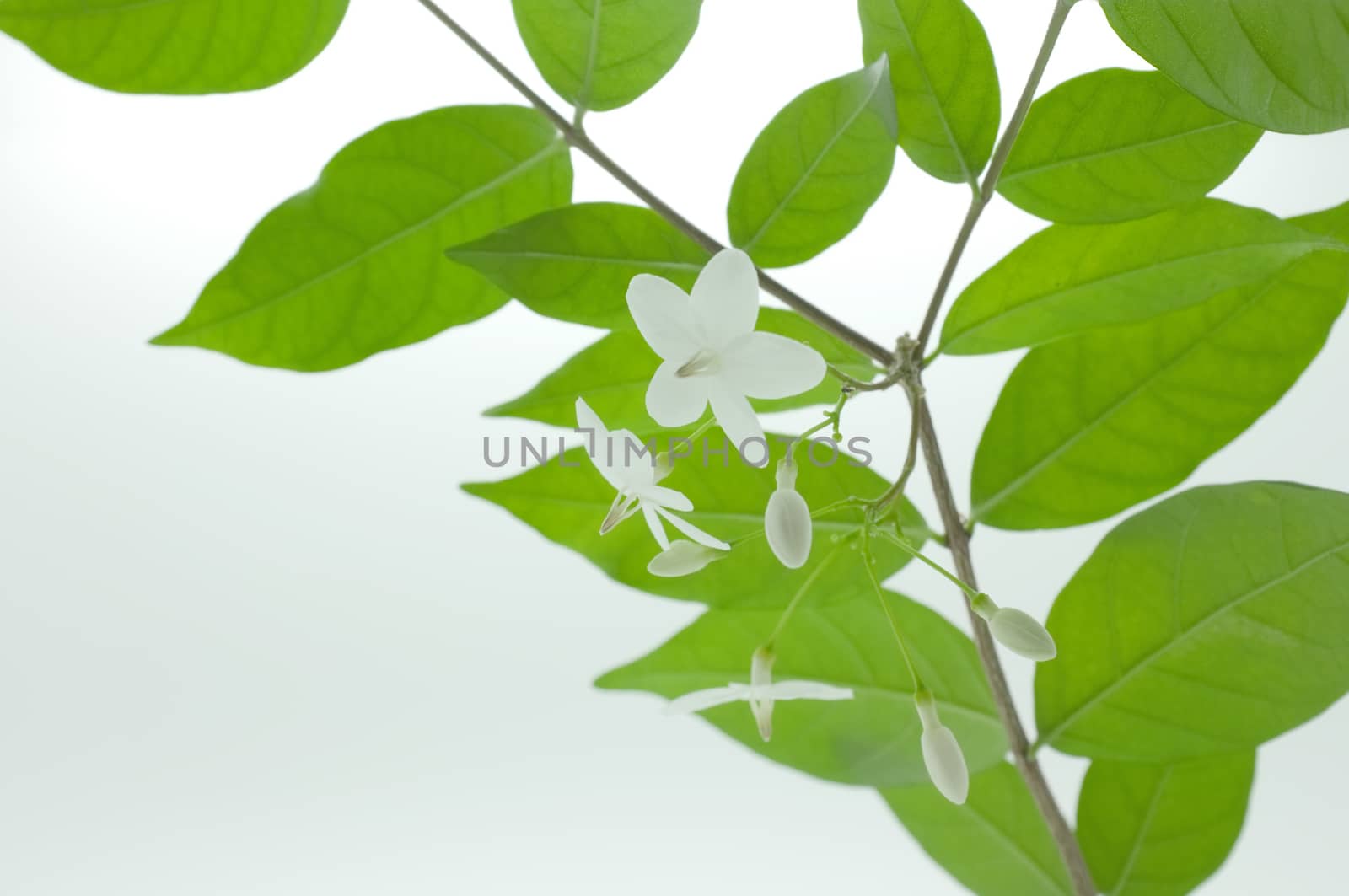 Spring blossom background - green leaves and white flowers