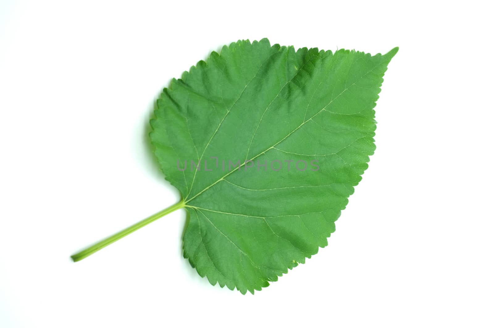 Green leaves isolated on white background