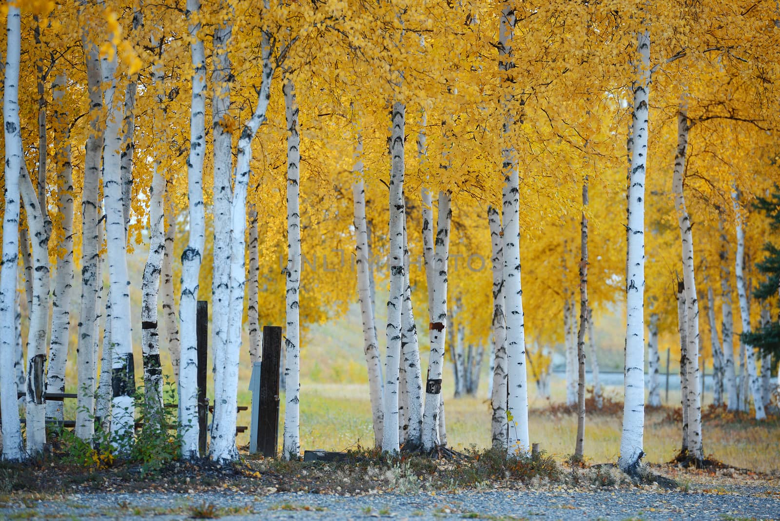 fall color of aspen tree in alaska