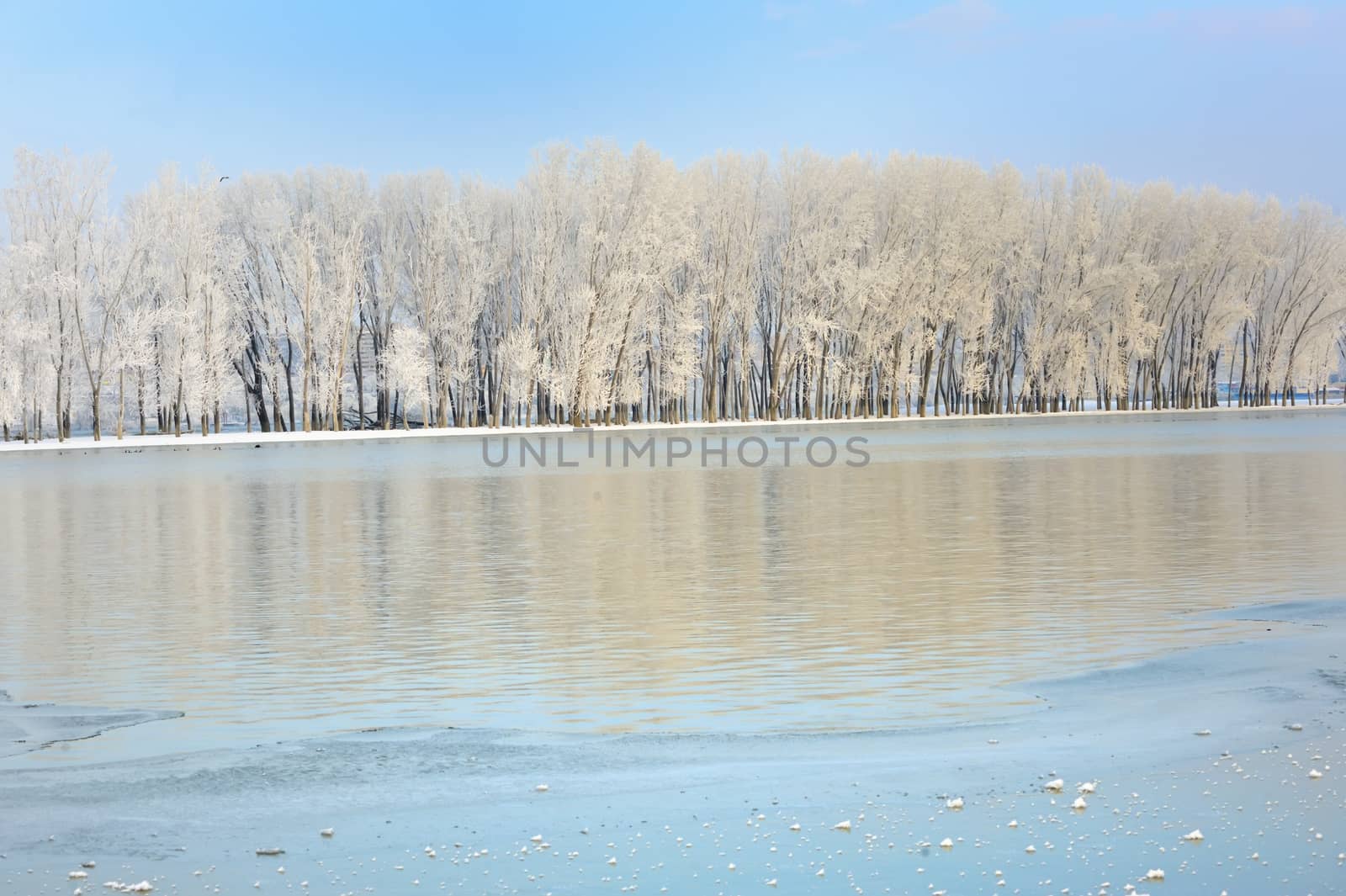 Frosty winter trees near Danube river