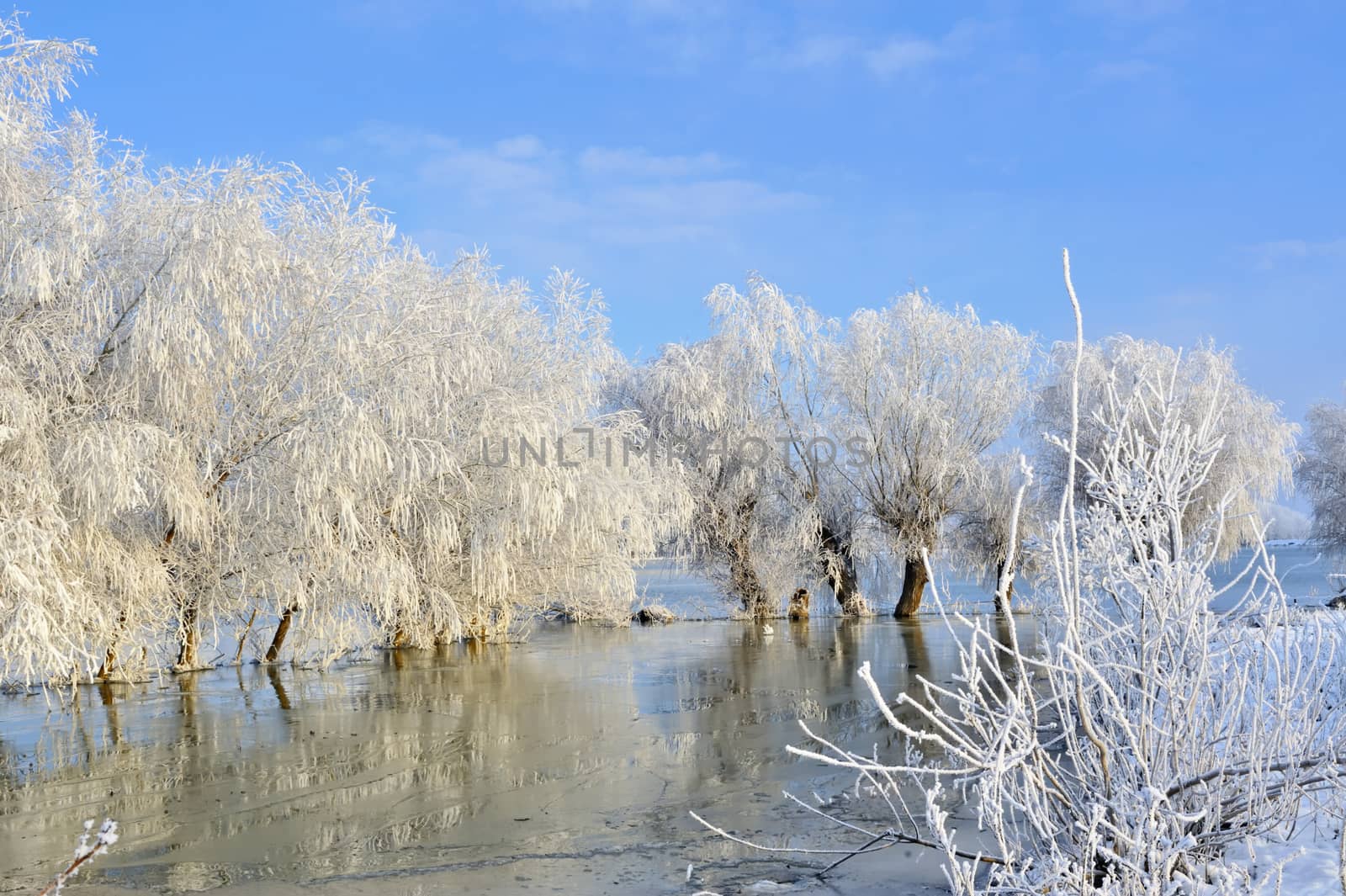 Frosty winter trees on Danube river