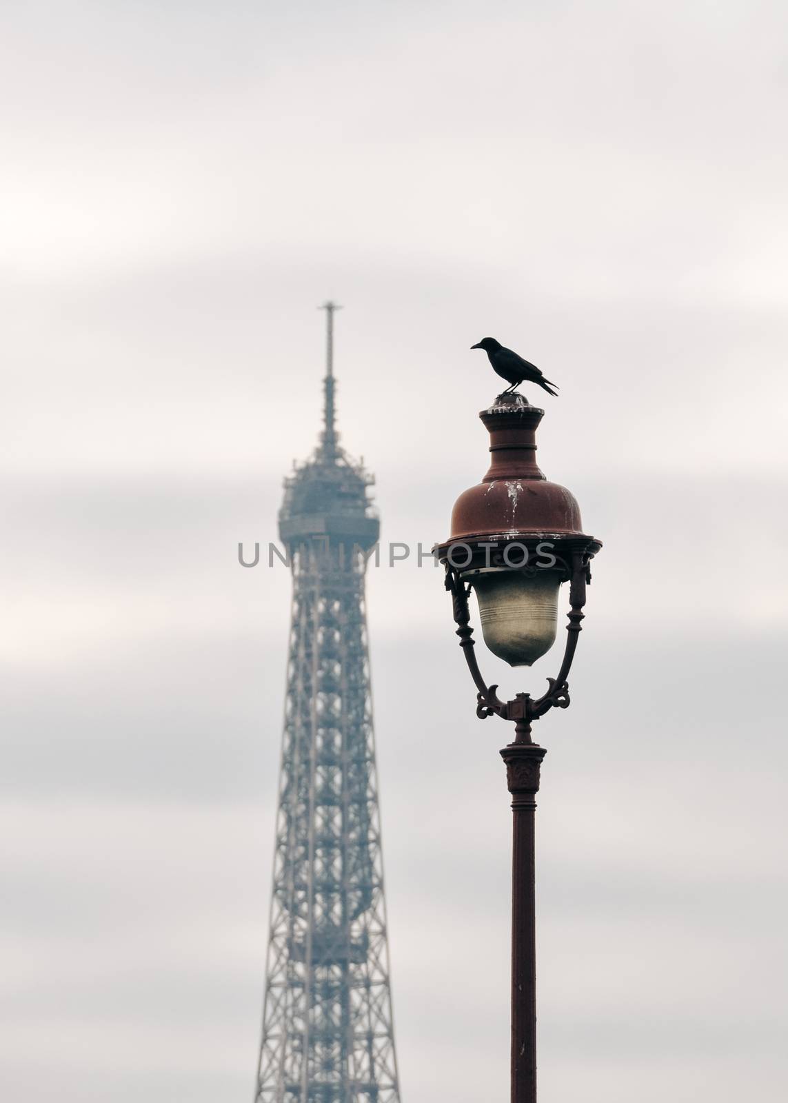 A raven on top of street light, the Eiffel Tower in the background in Paris, France