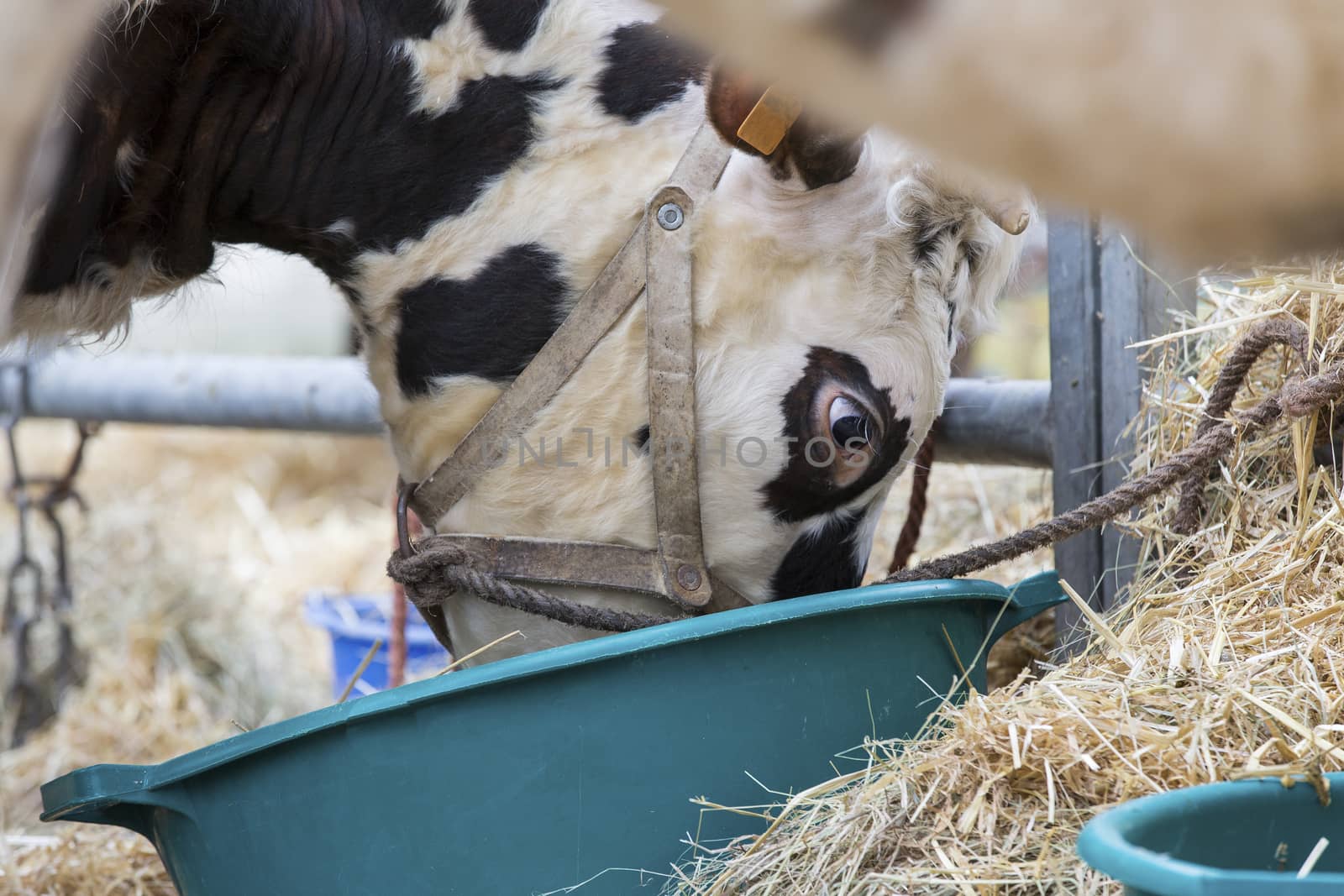 Brown and white cow snout close up , sadness, anger farmers