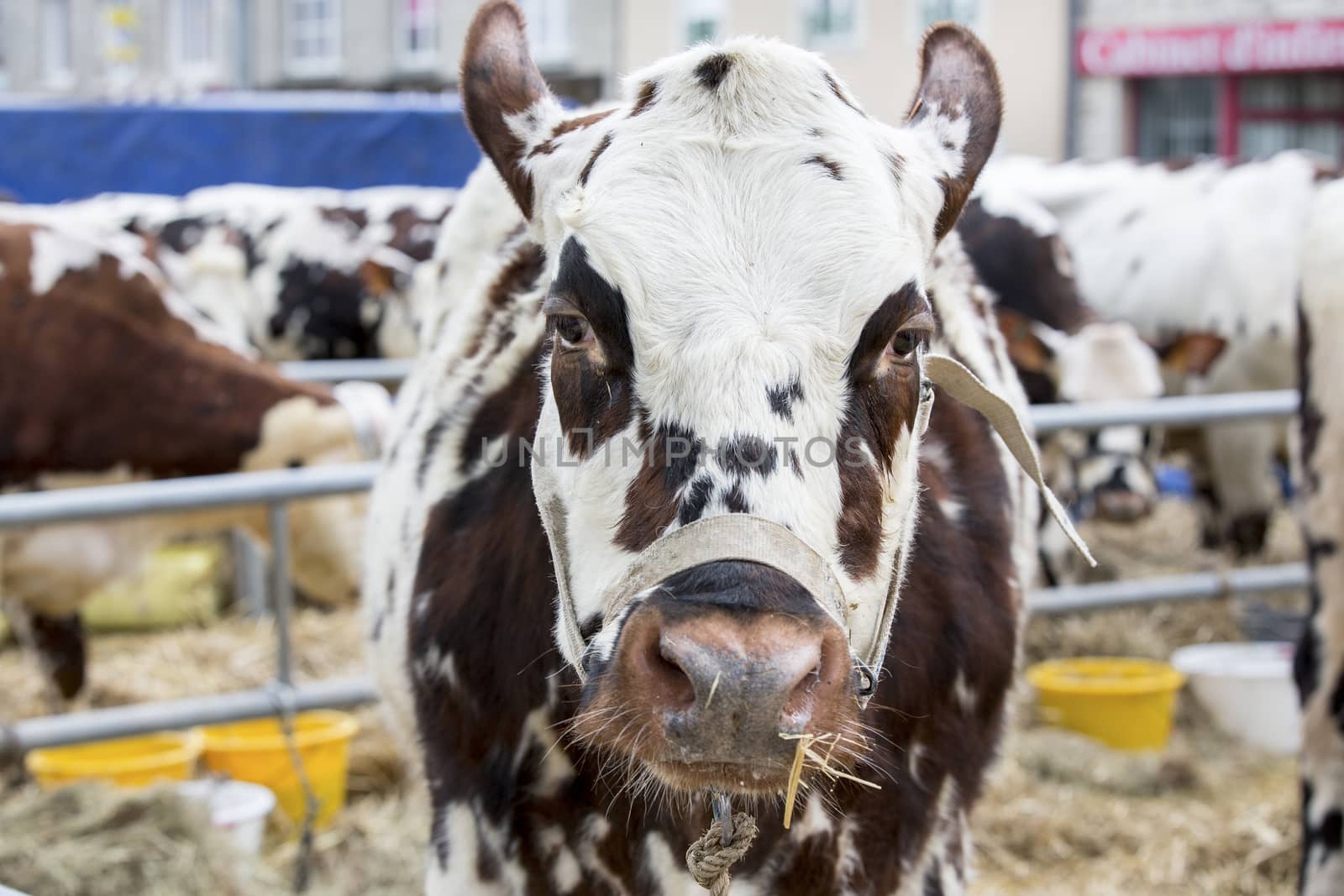 Brown and white cow snout close up , sadness, anger farmers