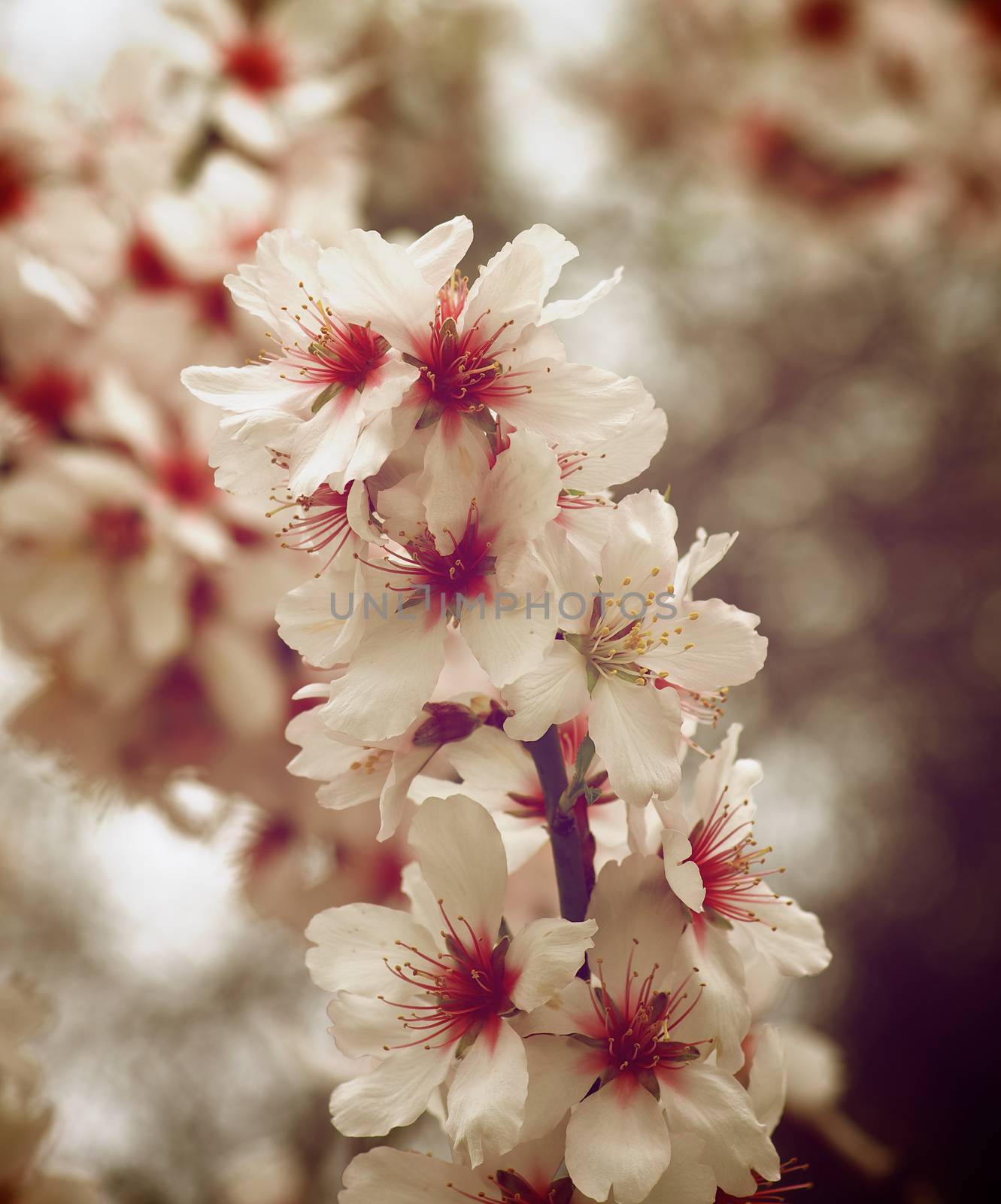 Beauty Pink and White Cherry Blossom Branch on Blurred Cherry Tree Flowers closeup. Retro Styled