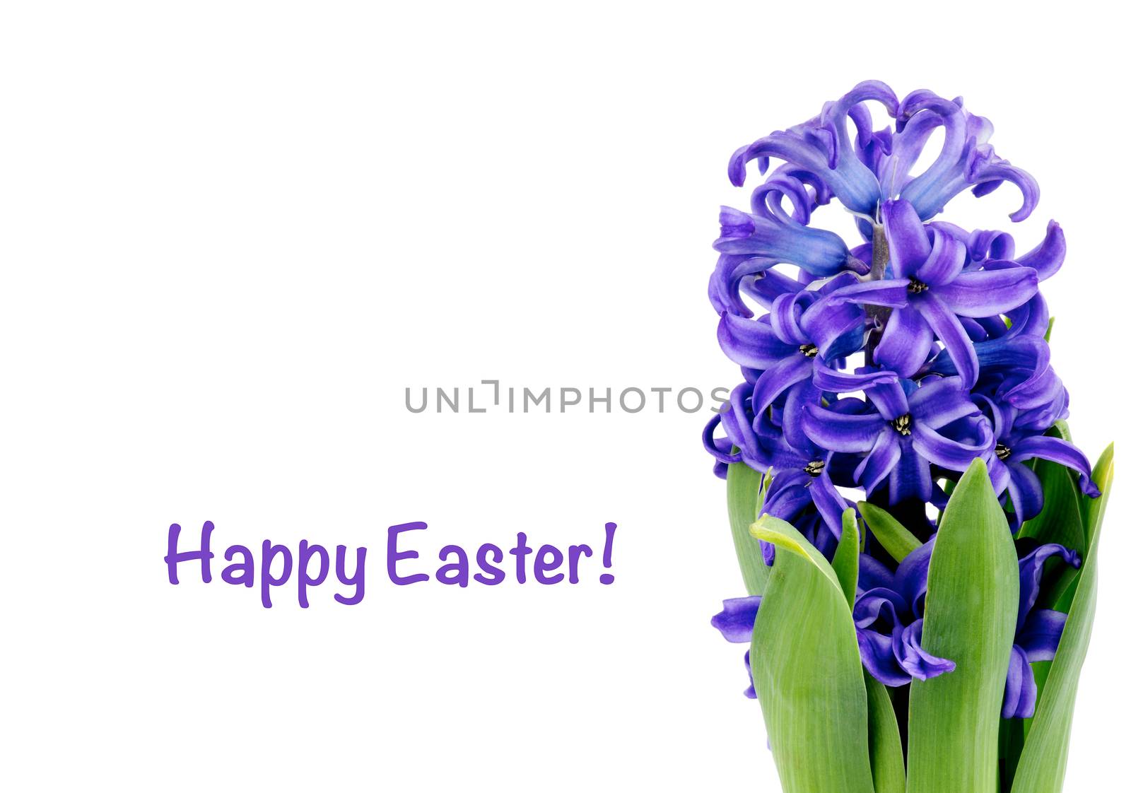 Easter Greeting Card with Beauty Purple Hyacinth and Empty White Place with Congratulations 