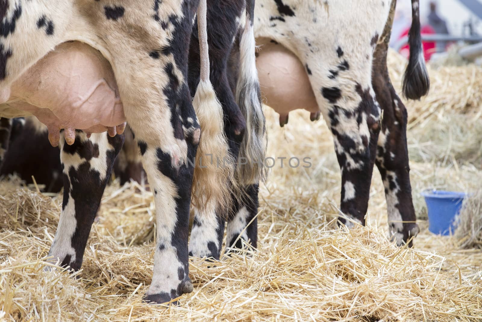 Brown and white cow, race Normande, France by CatherineL-Prod