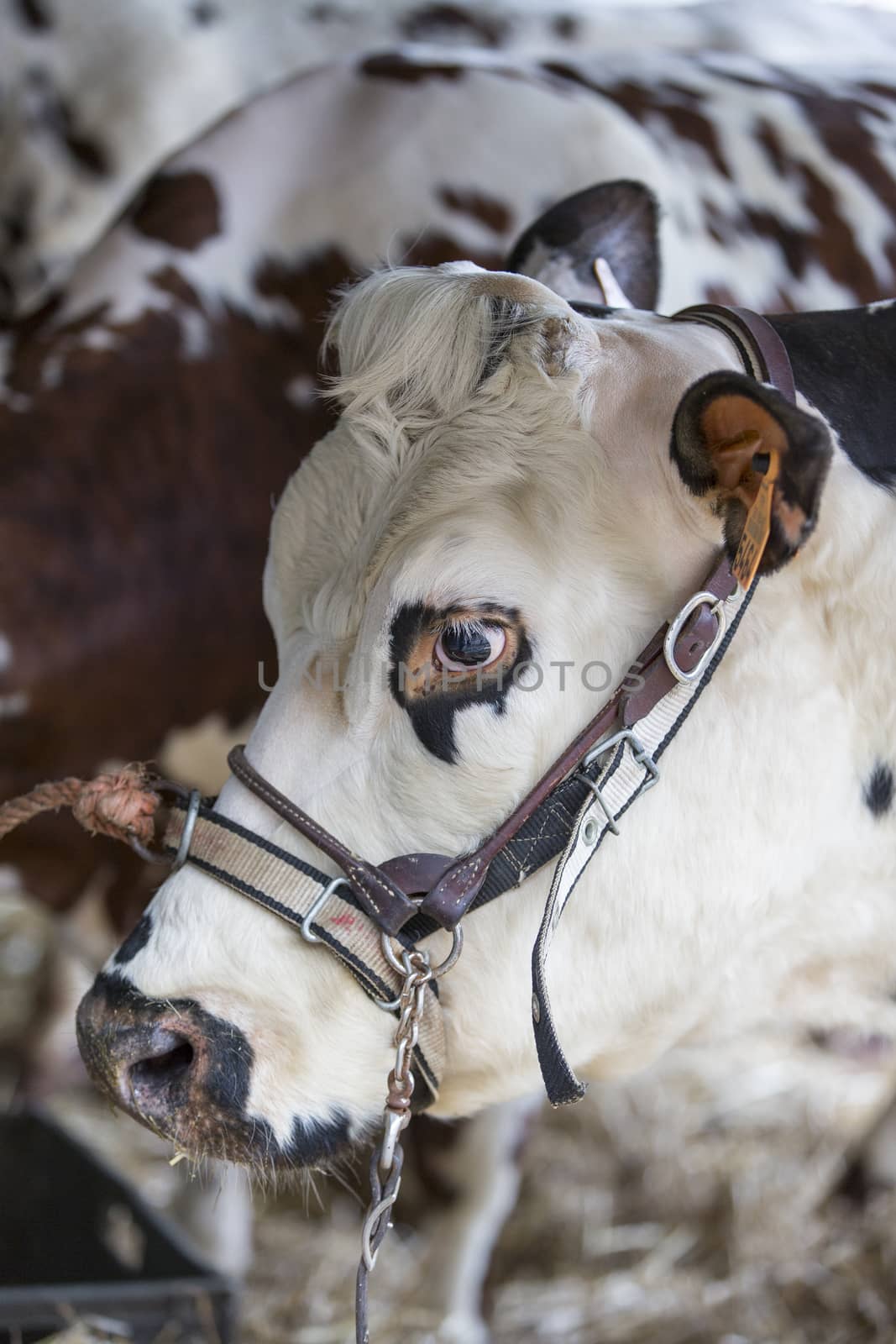 Brown and white cow snout close up , sadness, anger farmers