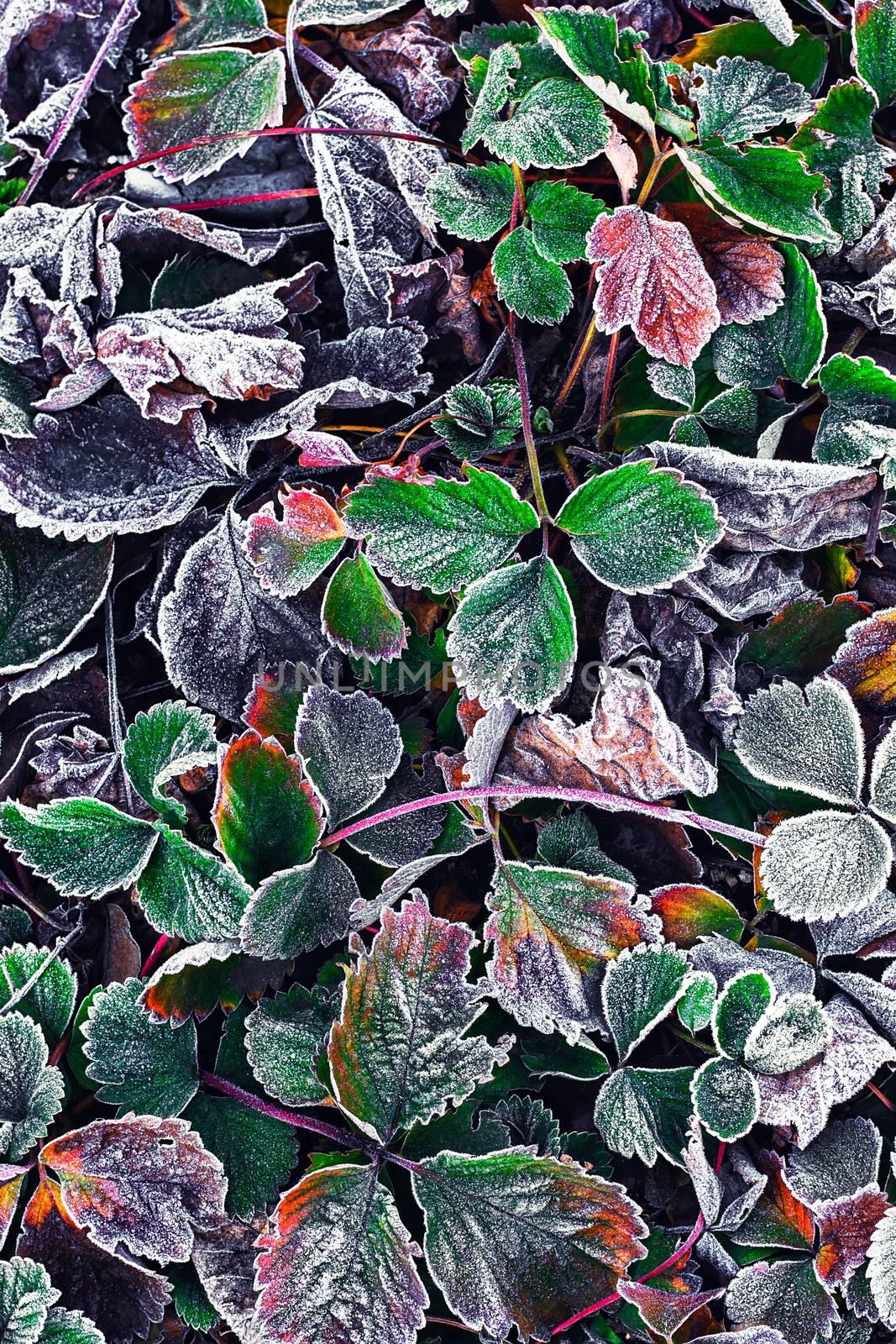 Covered with frost in early winter strawberry bushes
