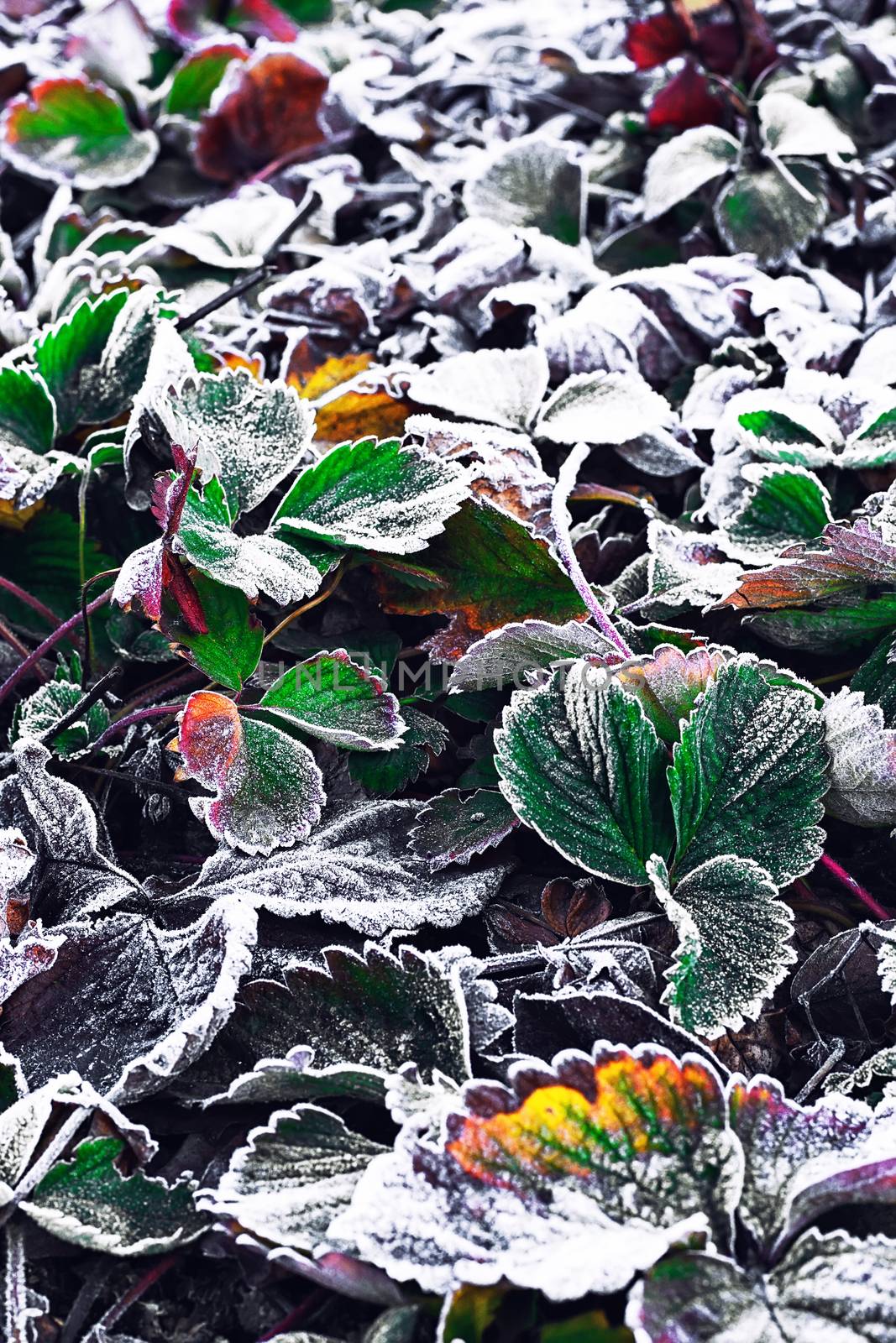 Covered with frost in early winter strawberry bushes