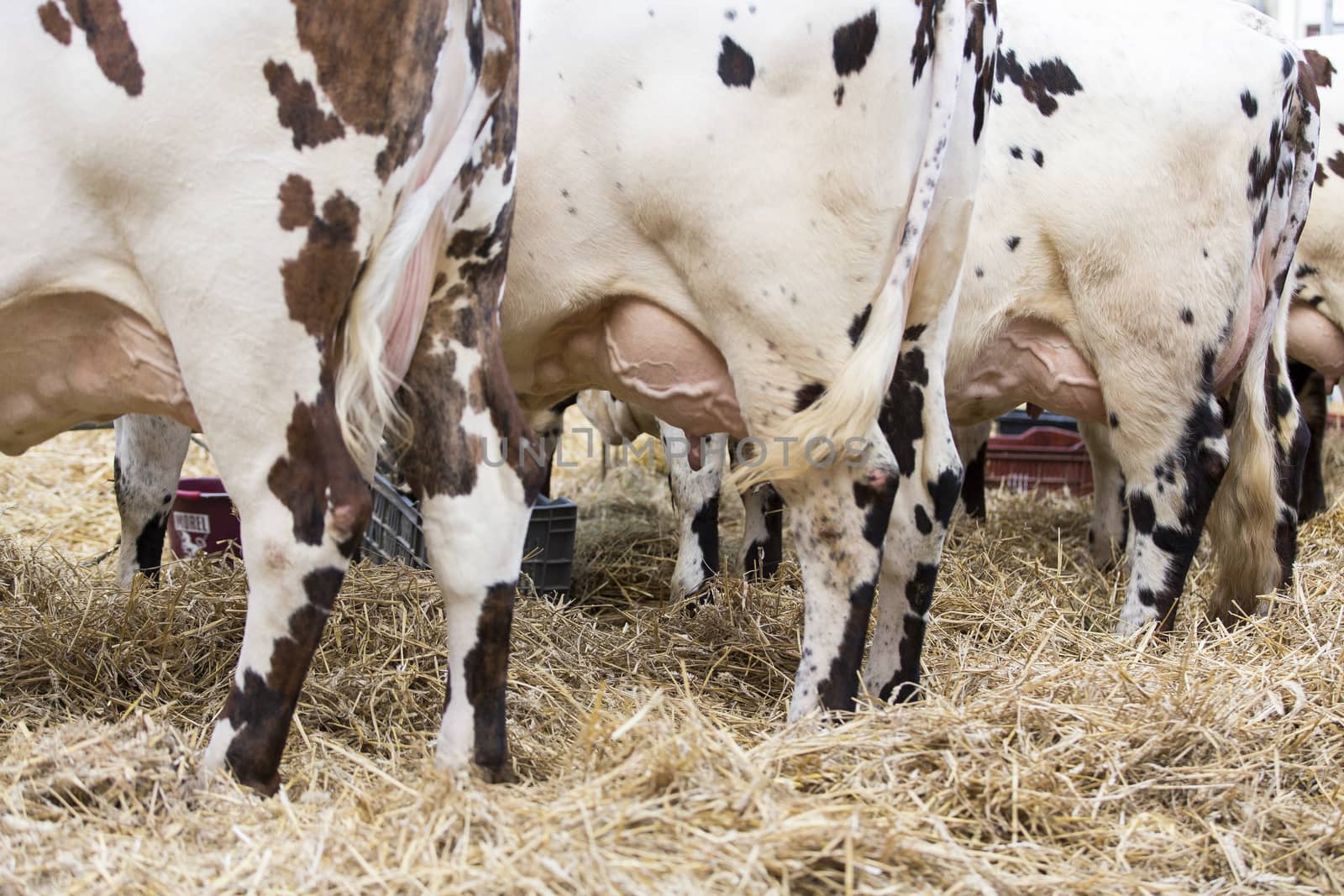 Brown and white cow, race Normande, France by CatherineL-Prod