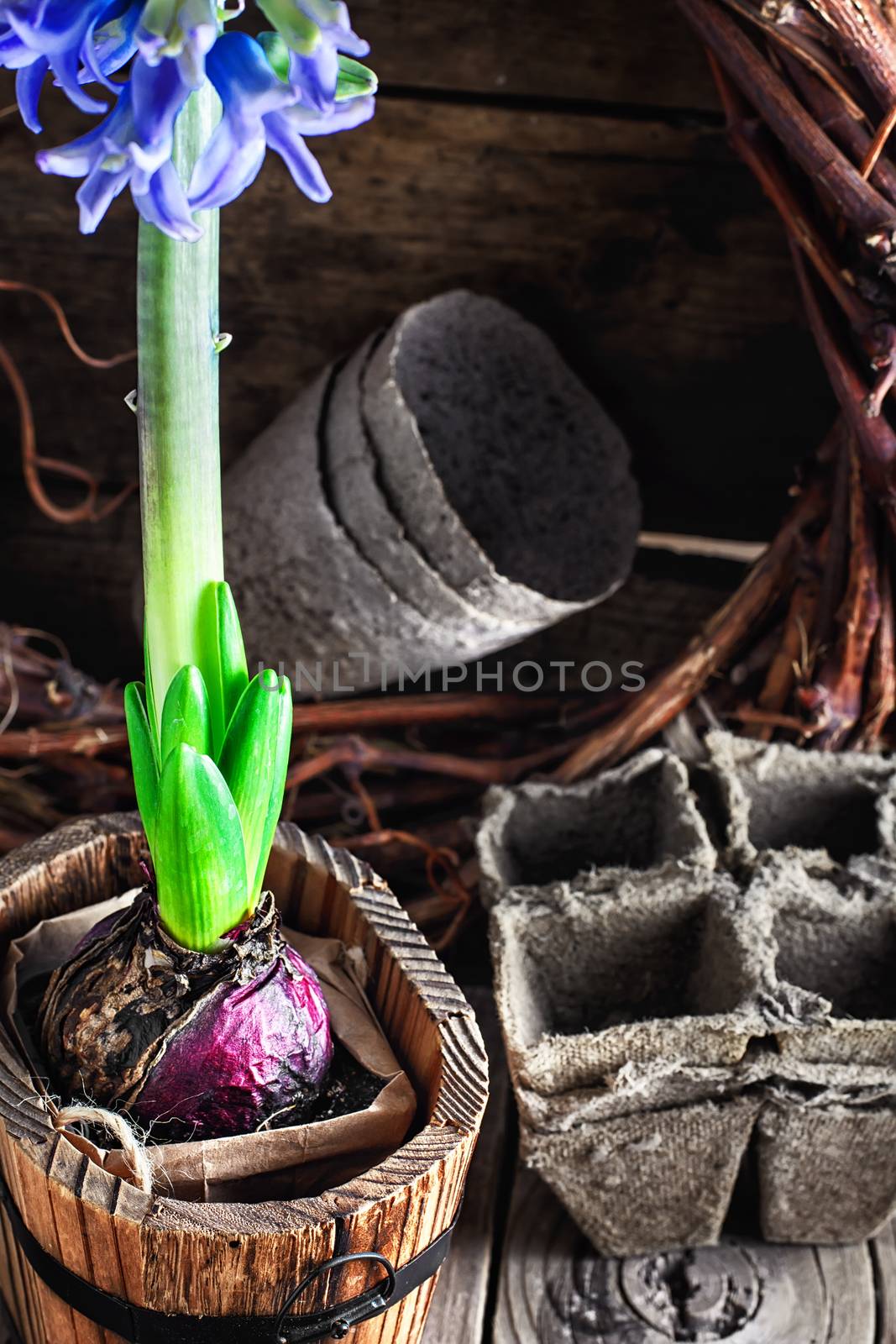 Blossoming flower hyacinth in stylish wooden tub in a village style.Selective focus