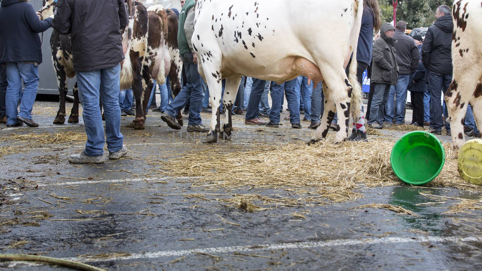 France, farmers rally in january 2016, crisis, anger about common agricultural policy