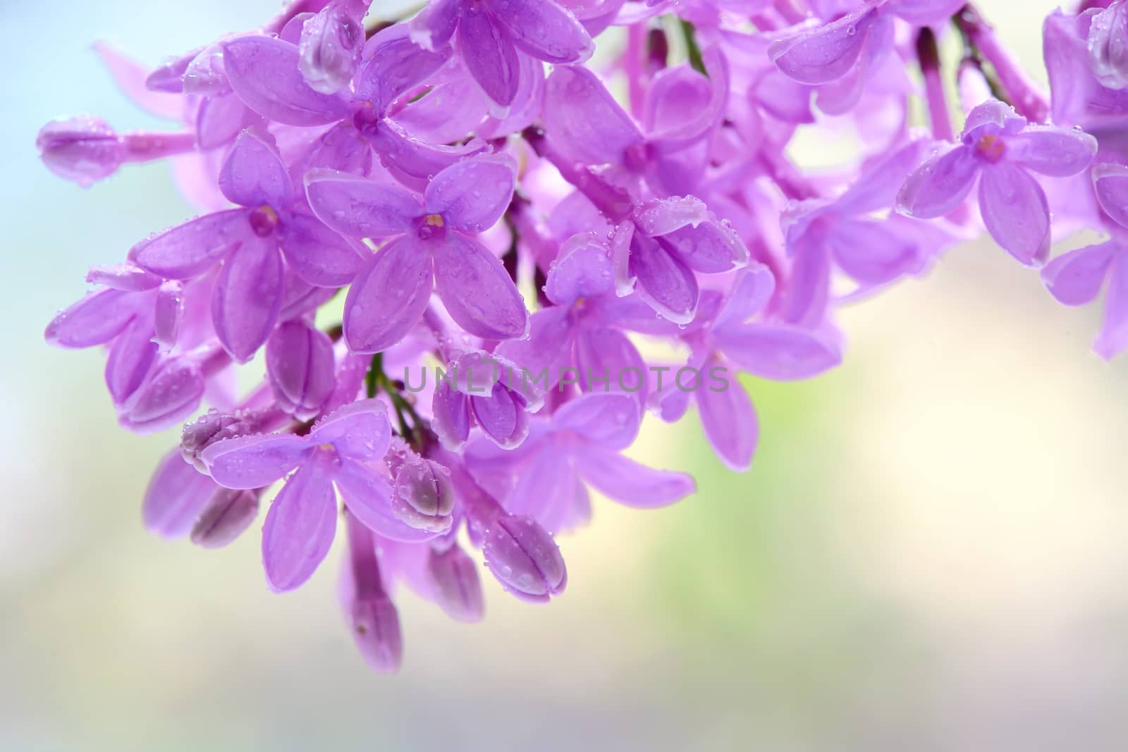 Blooming lilac flowers by jordachelr