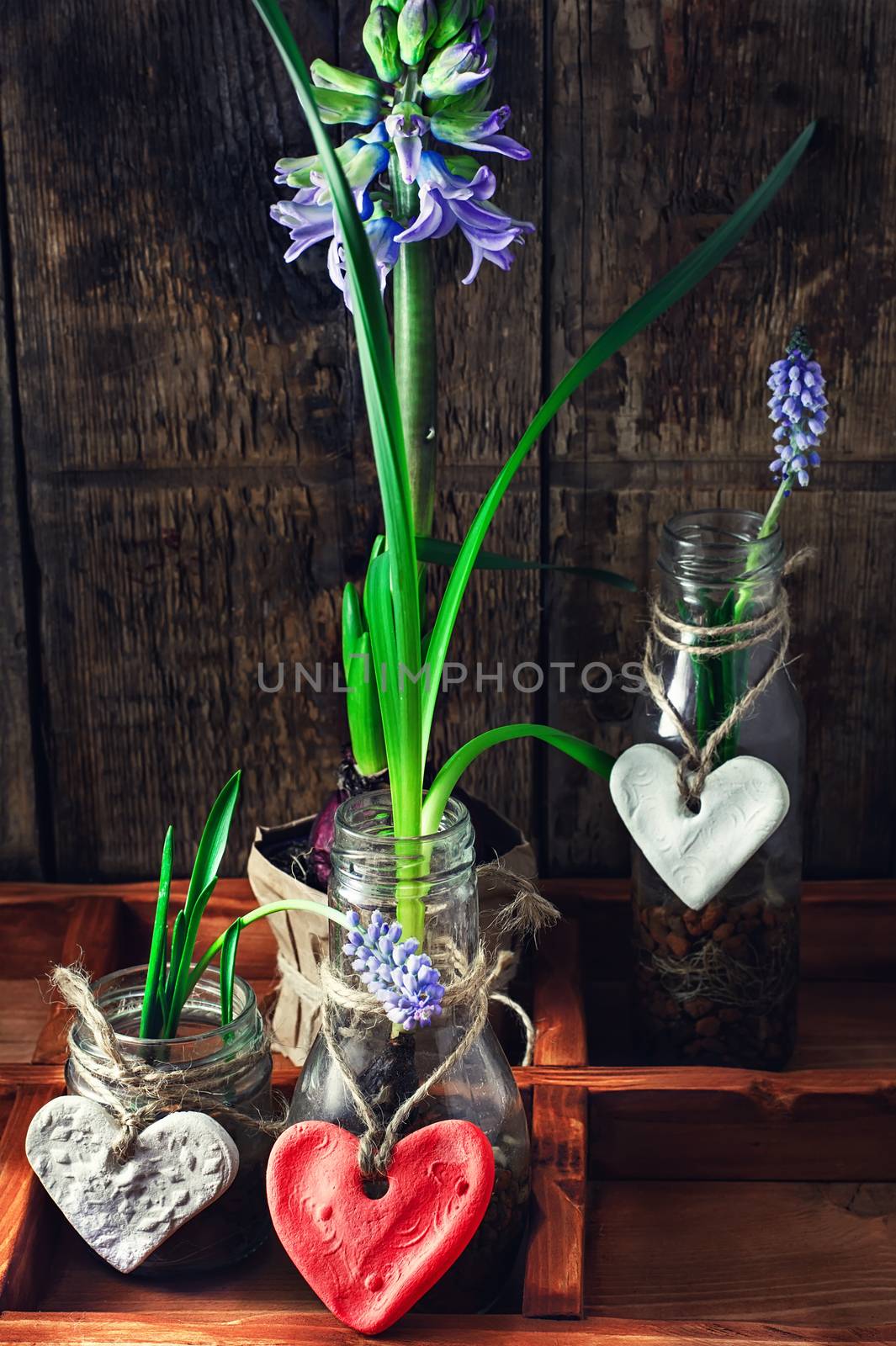 Hyacinth flowers and sprouts in glass jars in box