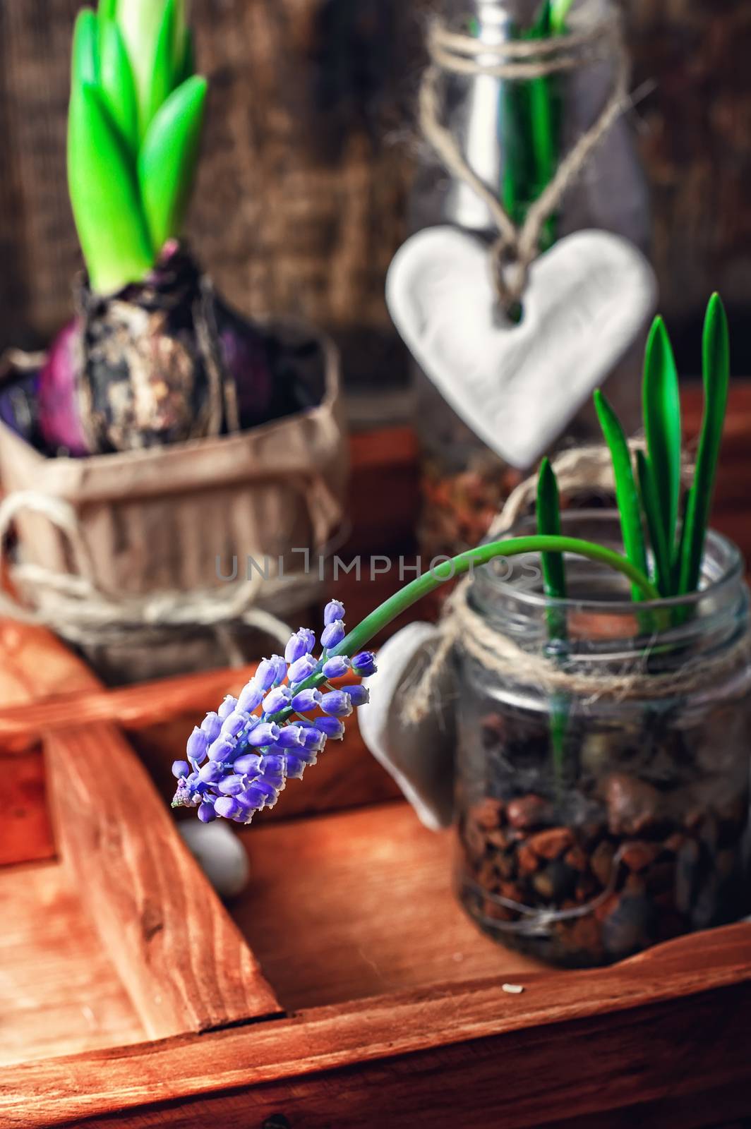 Hyacinth flowers and sprouts in glass jars in wooden box