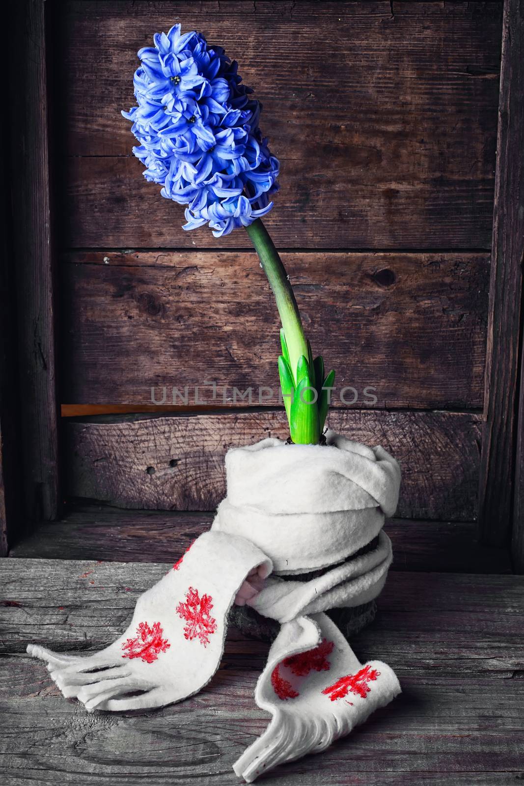 Blooming blue hyacinth wrapped in warm scarf on wooden background