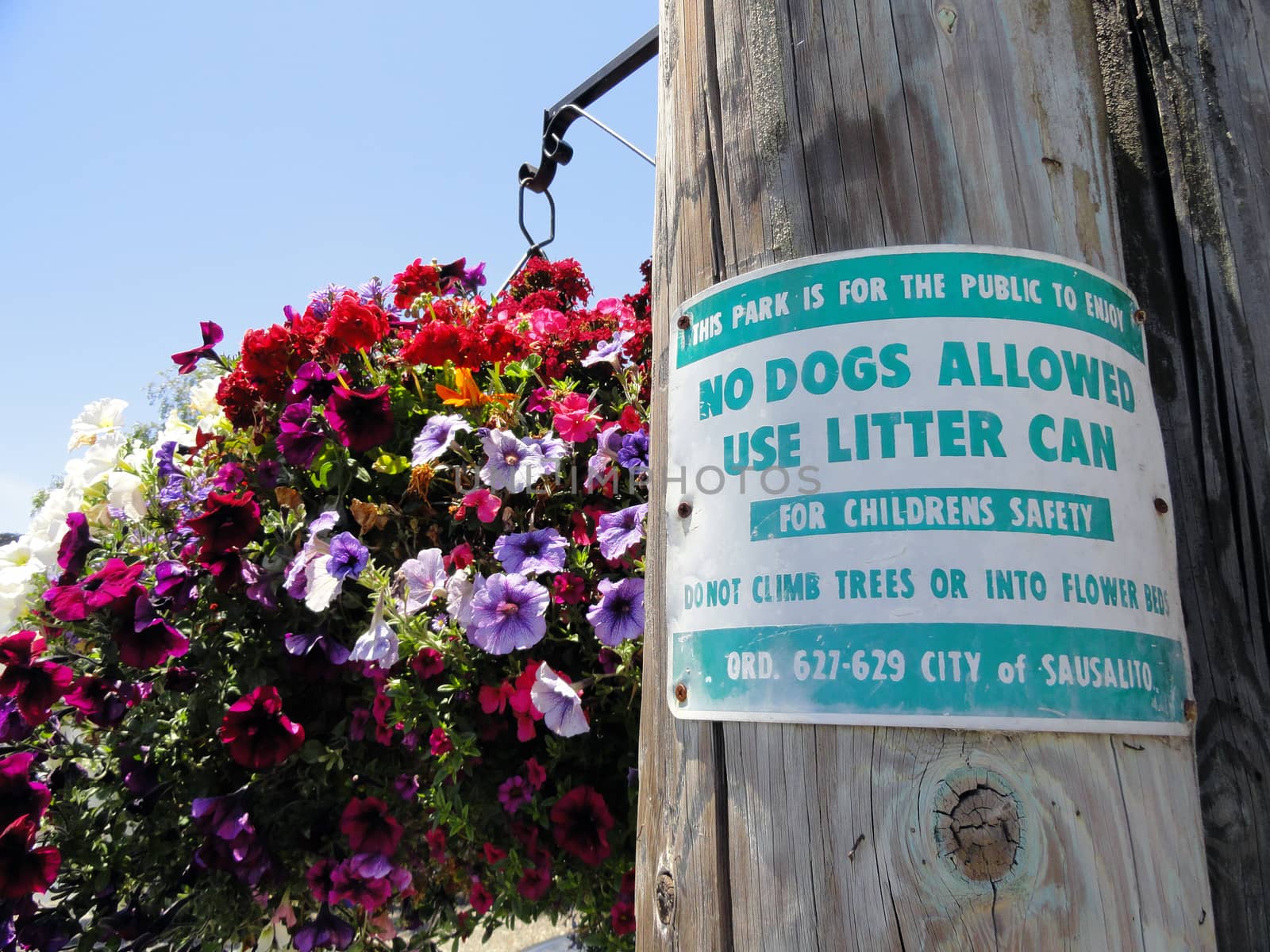 SAUSALITO - JUL 22 : No Dogs Allowed Sign (Use Litter Can For Childrens Safety...) on Wooden Pole in the Park, Northern California on July 22, 2010 in Sausalito, USA
