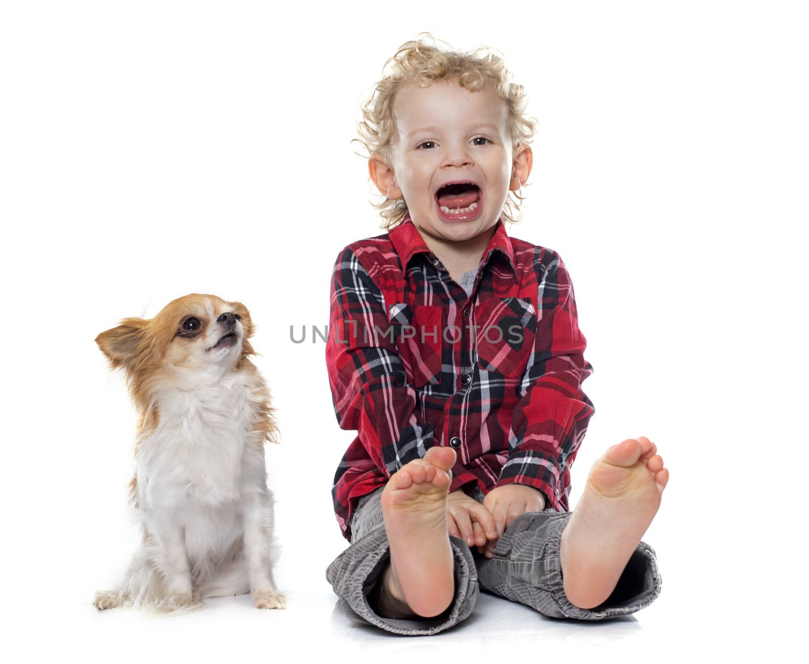 little boy and chihuahua crying in front of white background