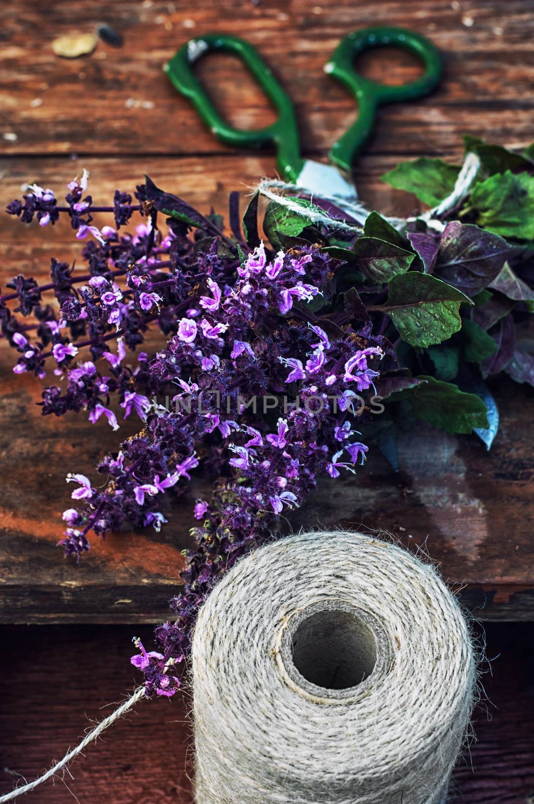 bunch of fresh blooming fragrant lavender by LMykola