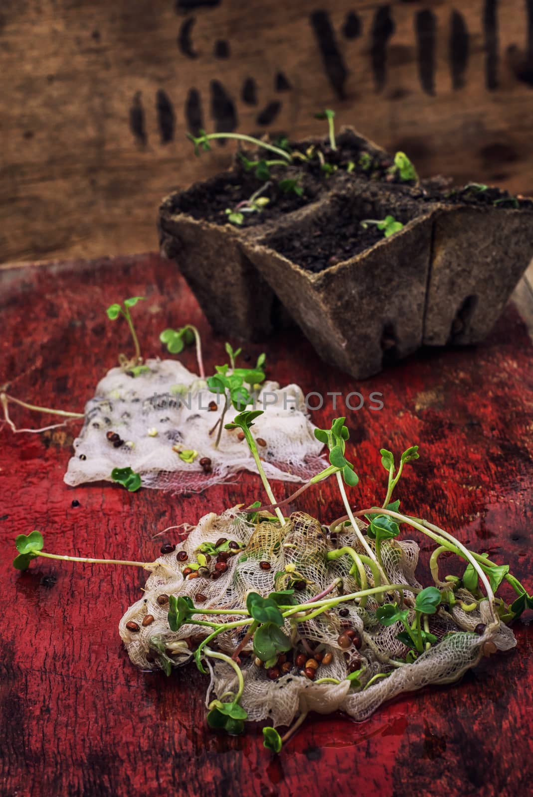 germinated spring planting the sprouts of agricultural plants