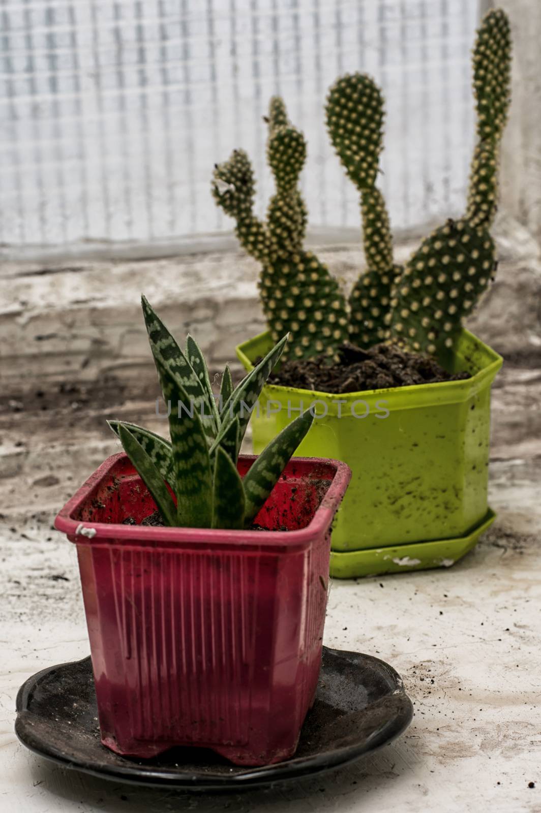 scrubby growths of cactus on the old box in vintage style