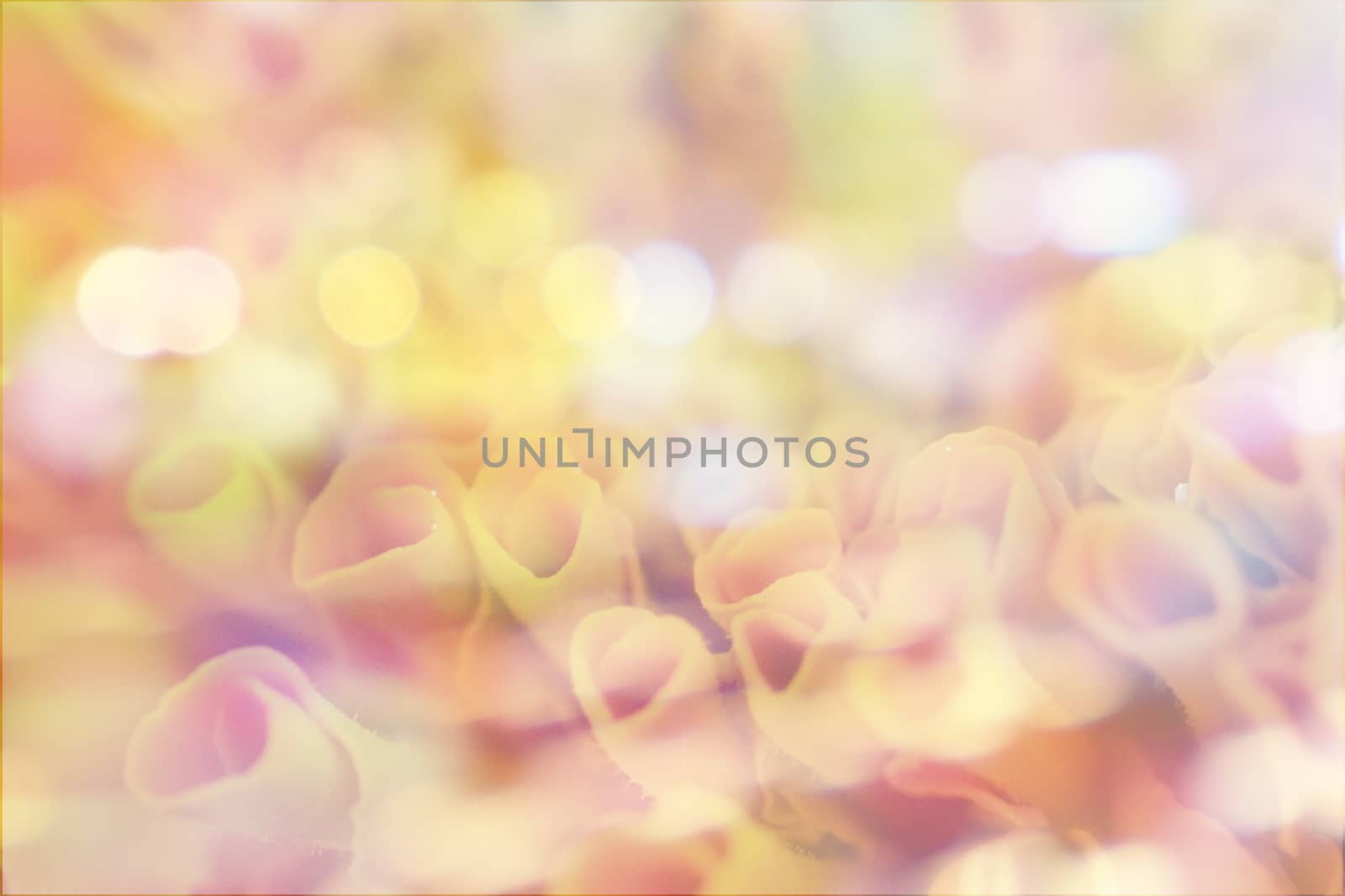 Flower color background, vintage style effect fill in photo, soft focus effect