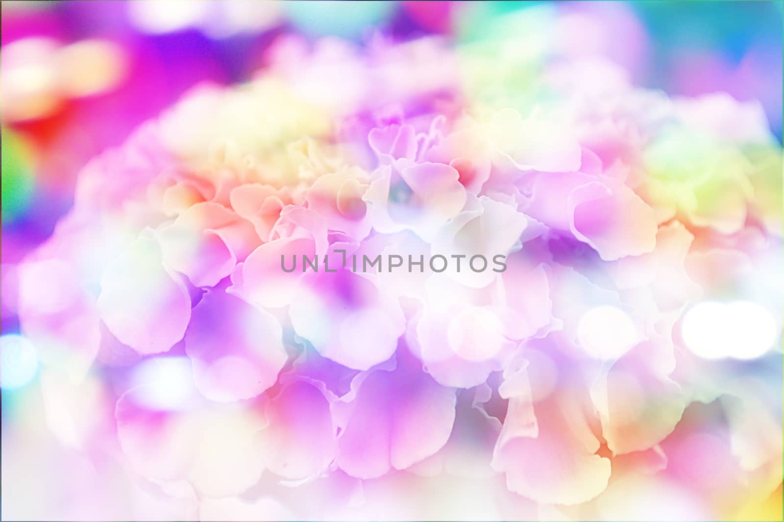 Flower color background, vintage style effect fill in photo, soft focus effect