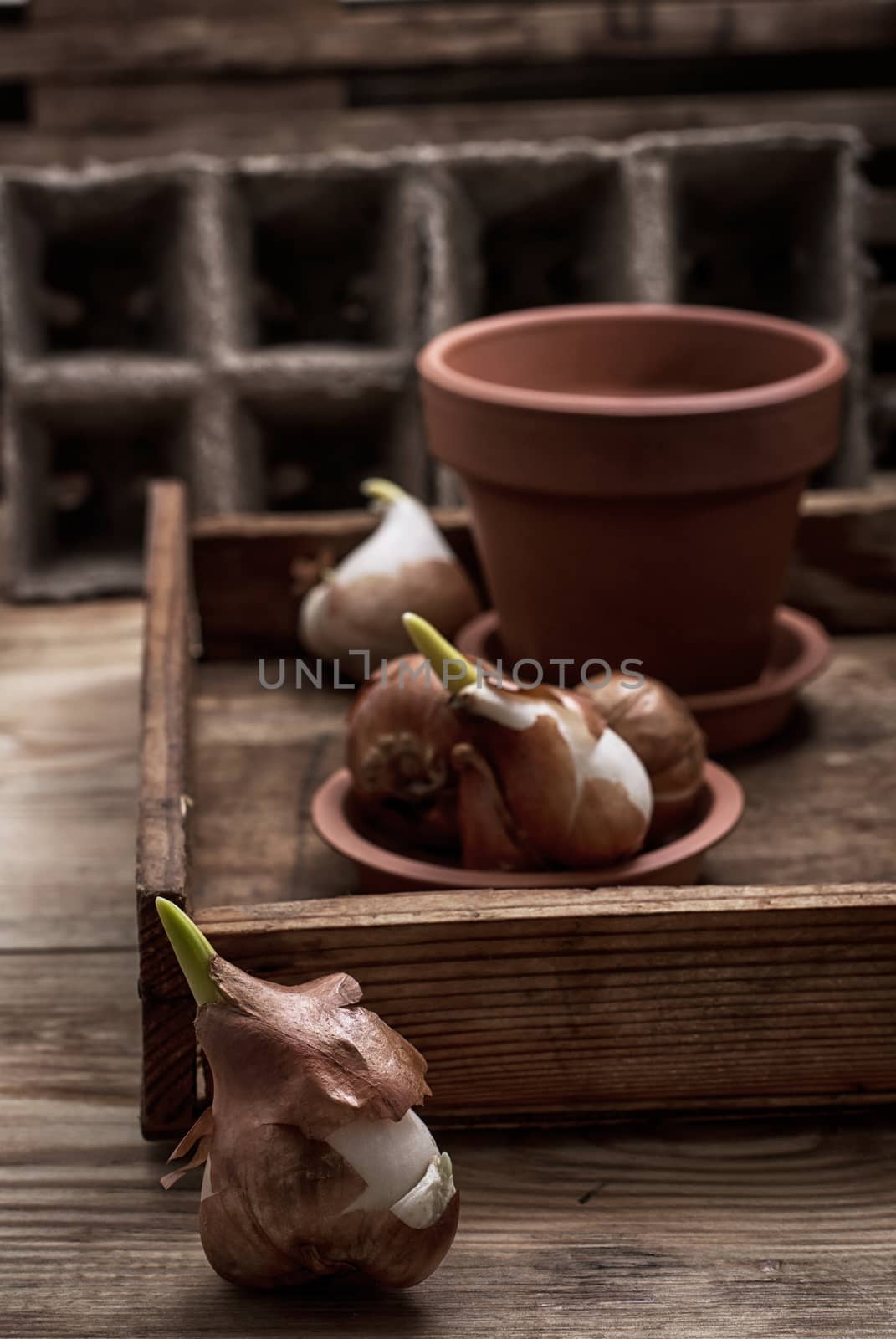 shoots of tulips germinated in the spring tulips with agricultural accessories