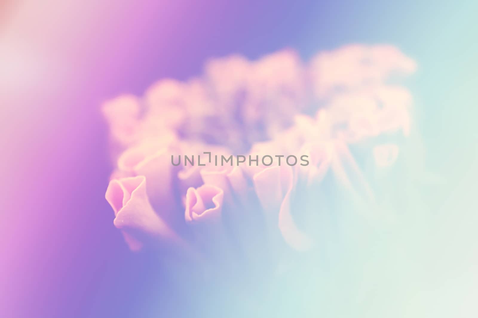 Flower color background, vintage style effect fill in photo, soft focus effect