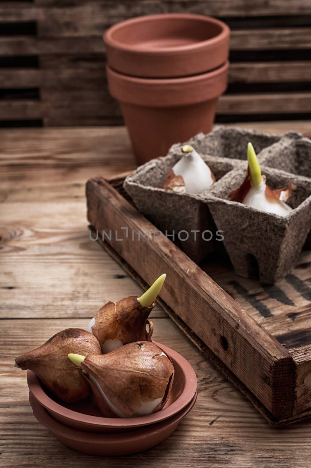 shoots of tulips germinated in the spring tulips with agricultural accessories